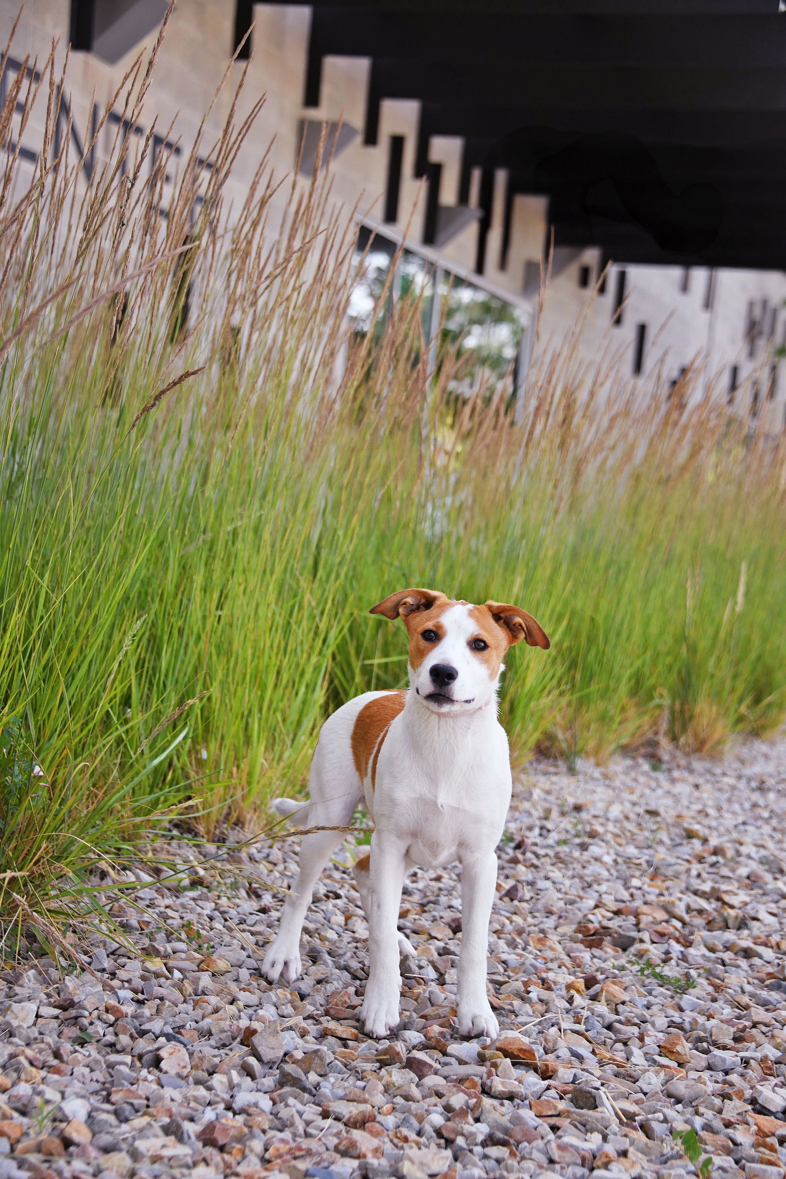 Seaglass - Australian Shepherd