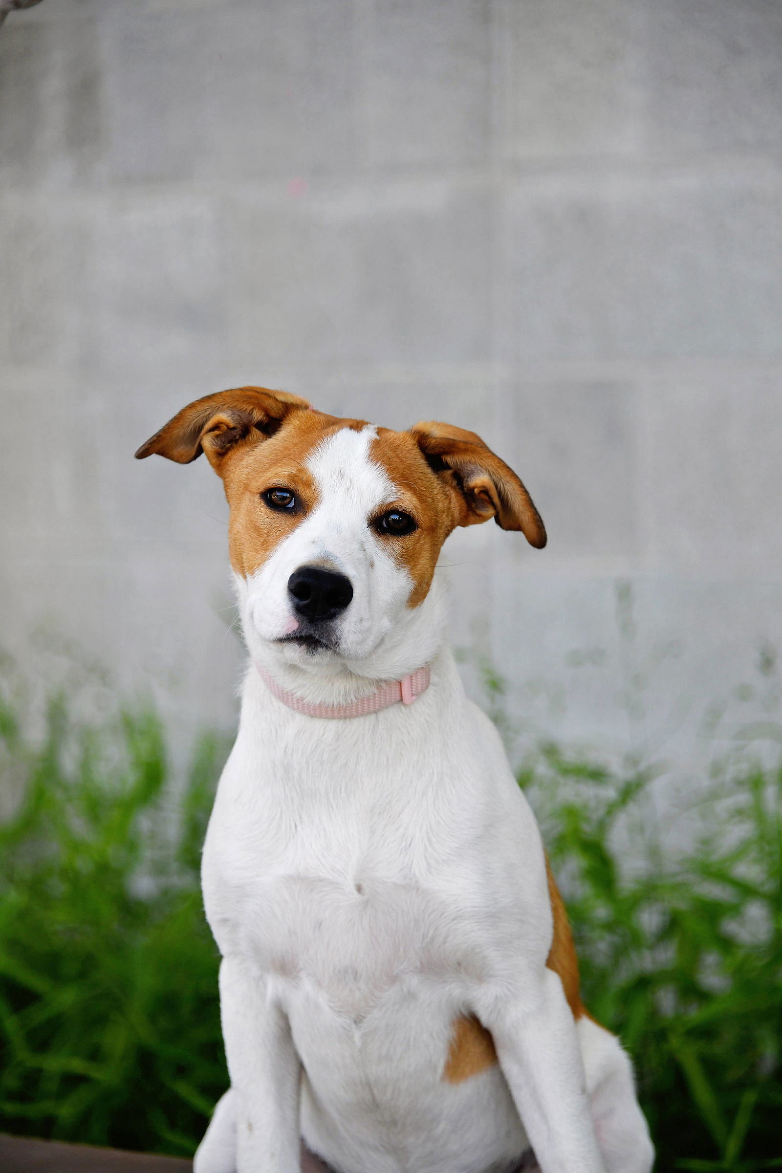 Seaglass - Australian Shepherd
