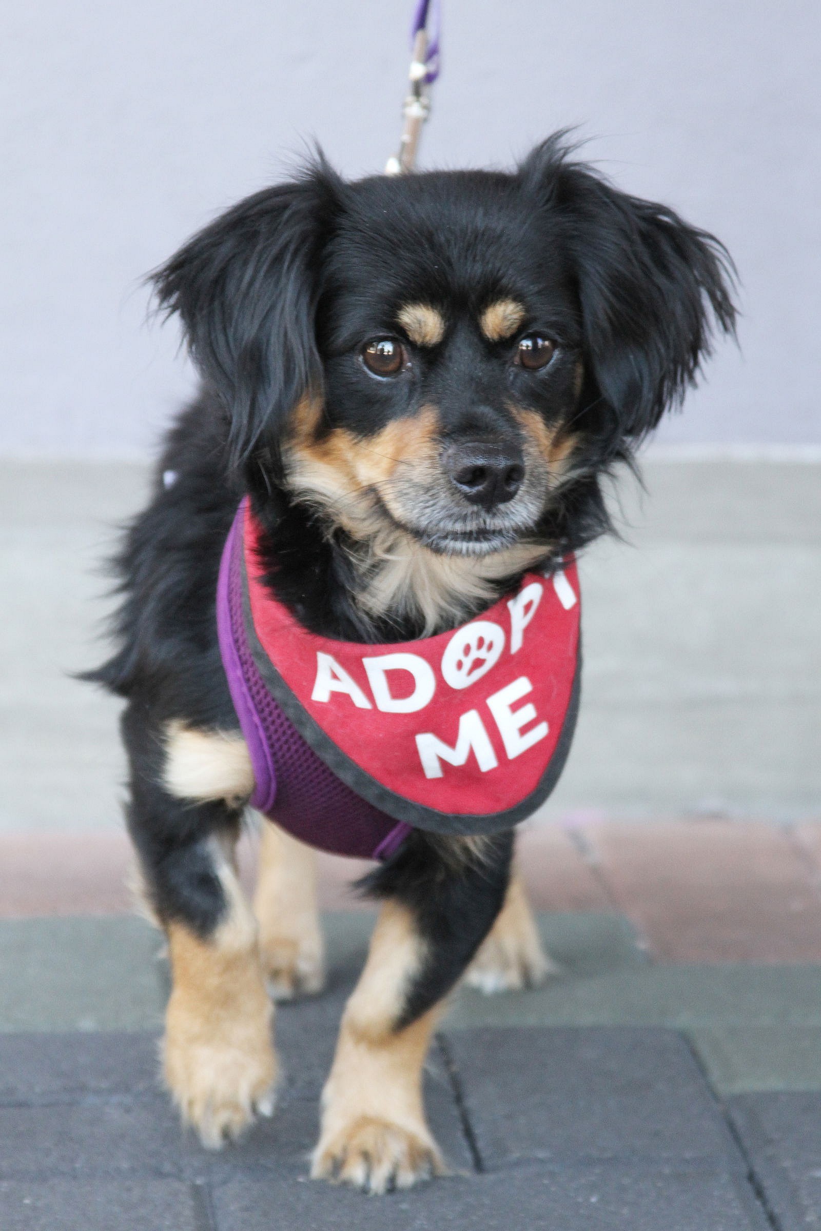 Chip - Cavalier King Charles Spaniel