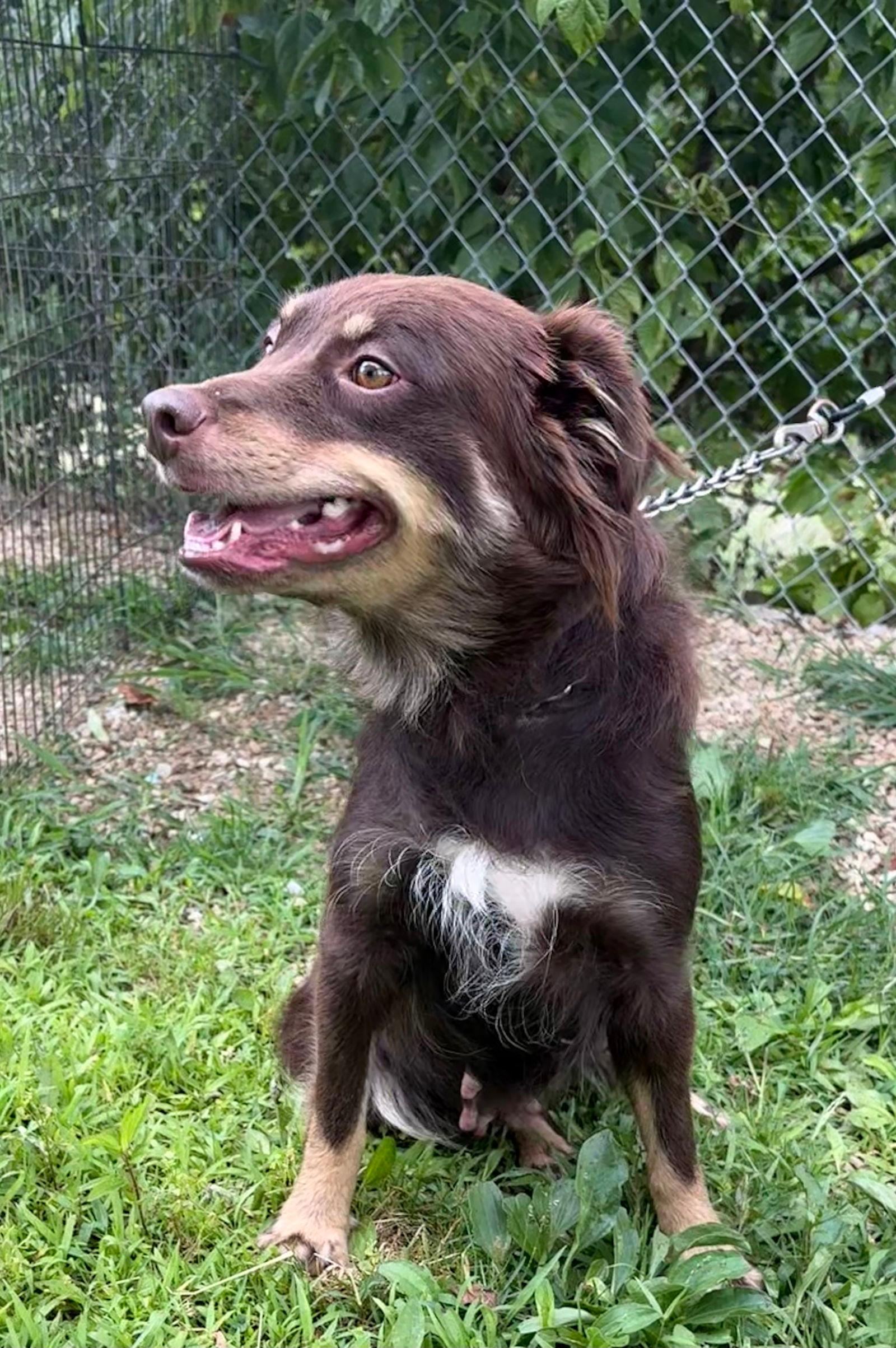 SWEETIE - Australian Shepherd