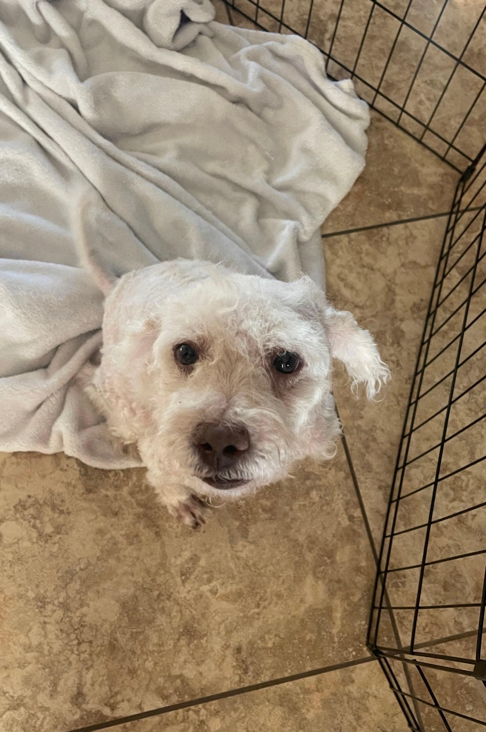 Logan - Poodle (Miniature)