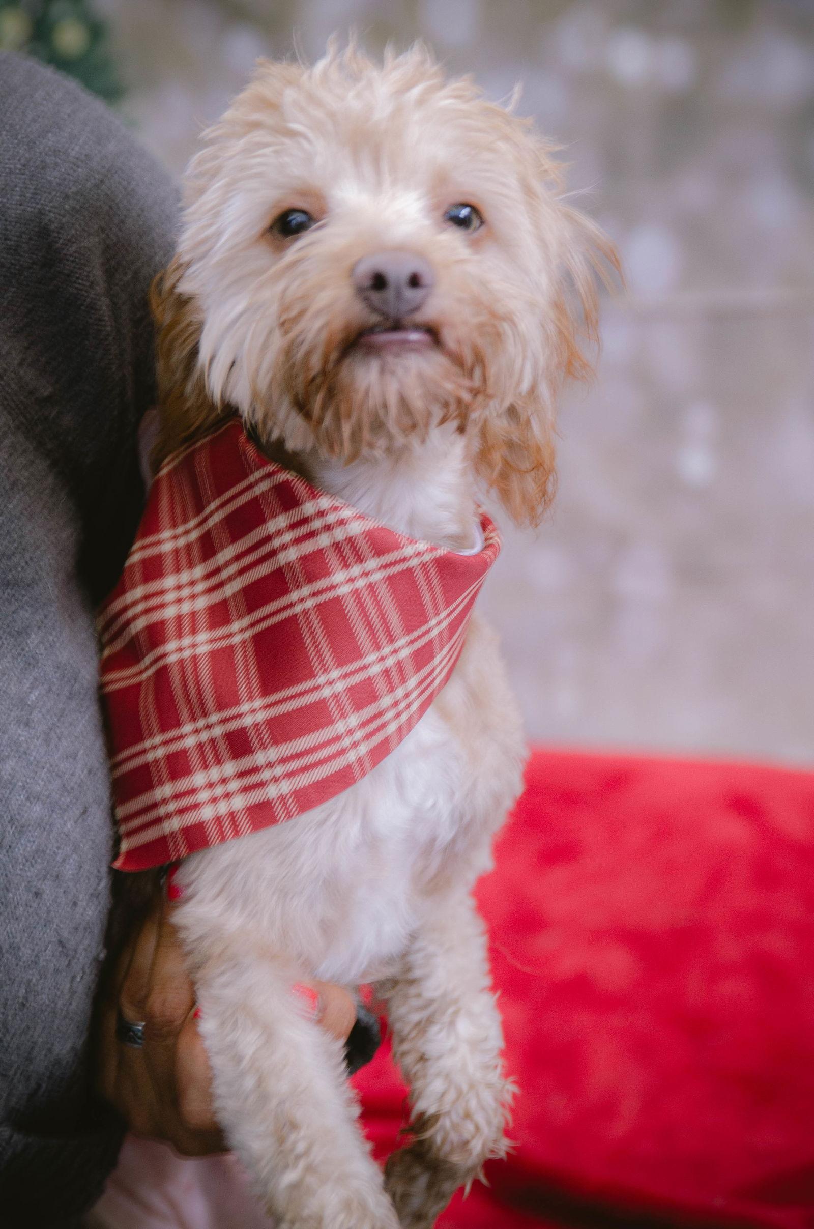 Brit - Maltese