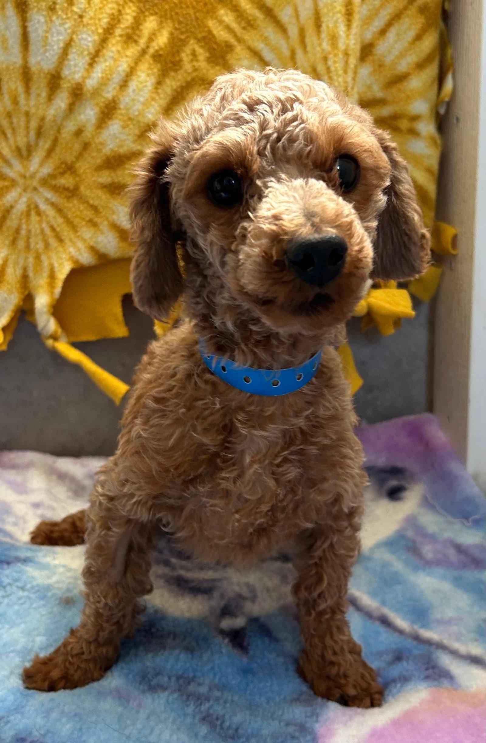 Norman Mar 26 - Poodle (Toy)