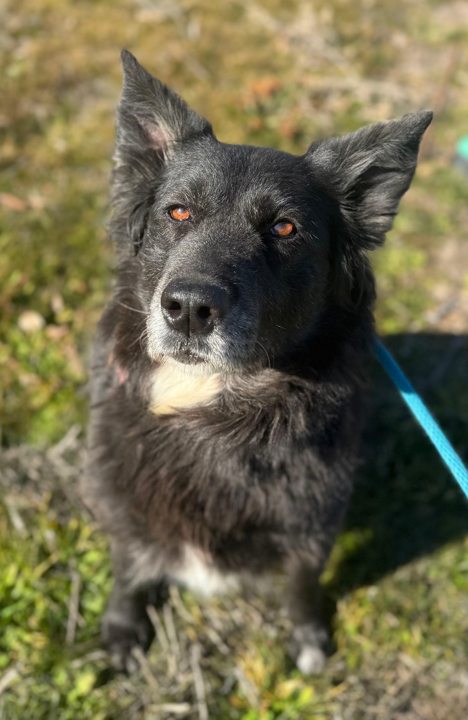 Lizzie - Australian Shepherd