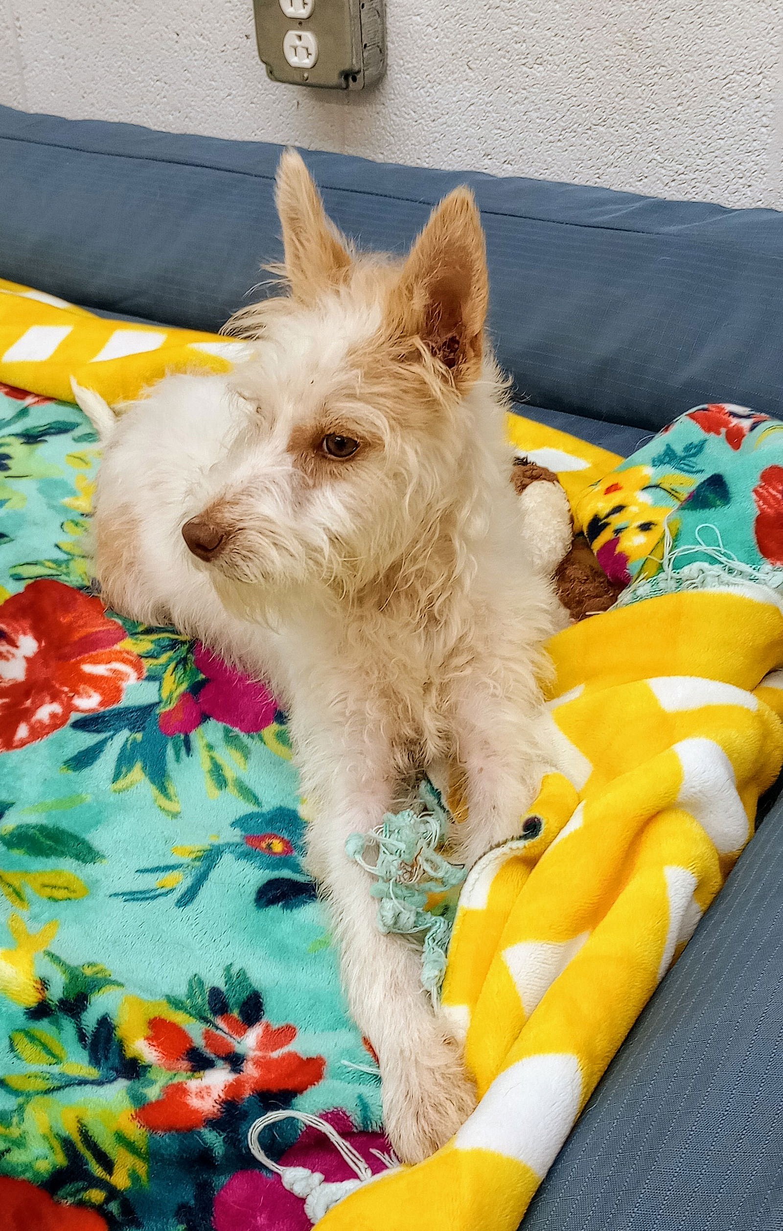 Calissa - Manchester Terrier