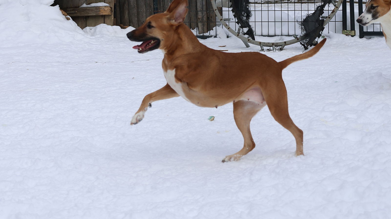 GEYRAN - Front Leg Amputee - $350 - German Shepherd Dog