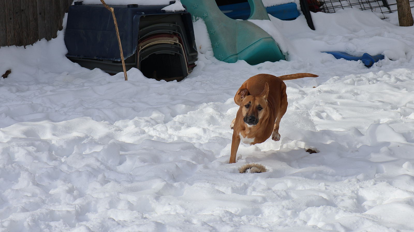 GEYRAN - Front Leg Amputee - $350 - German Shepherd Dog