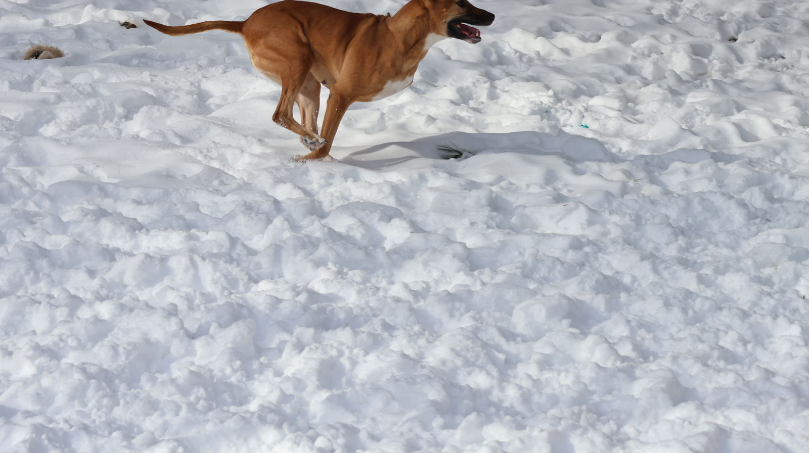 GEYRAN - Front Leg Amputee - $350 - German Shepherd Dog