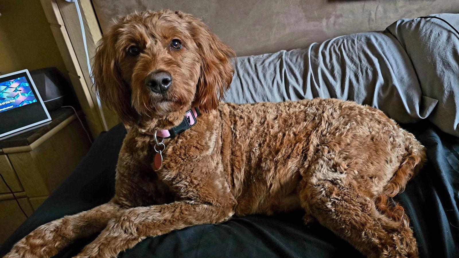 Rua - Poodle
