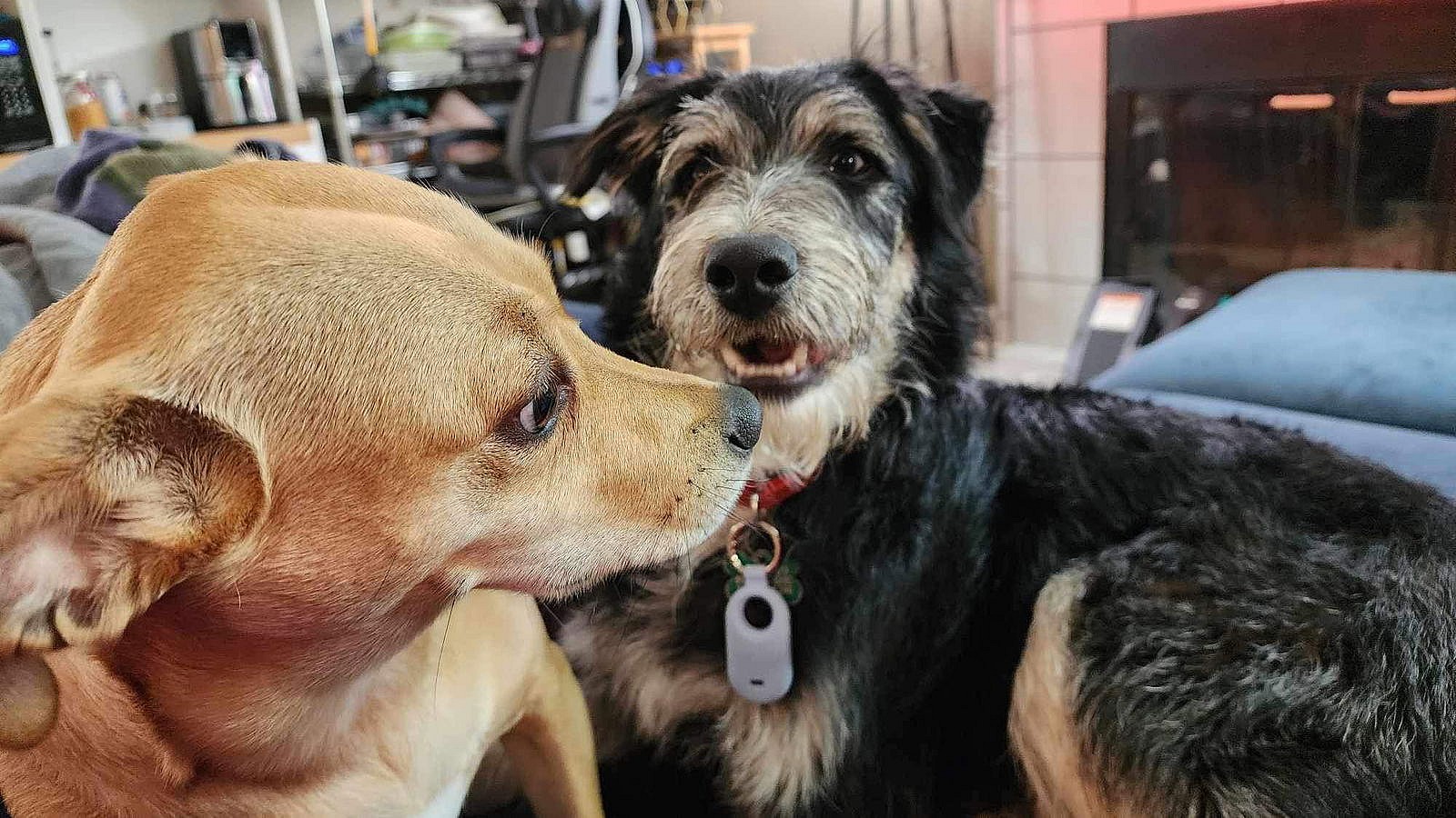 Johnny Boy - Schnauzer