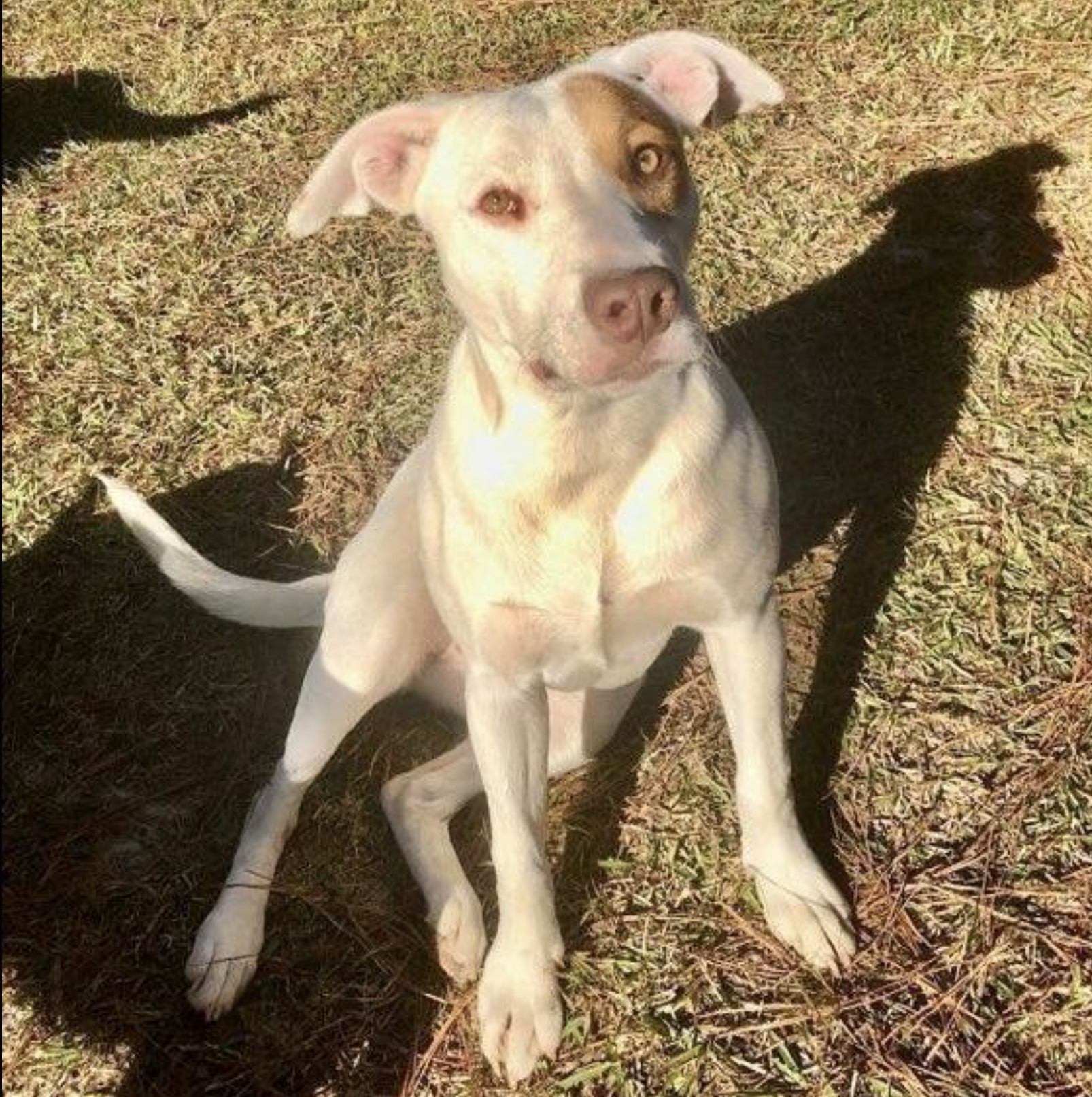 Daisy