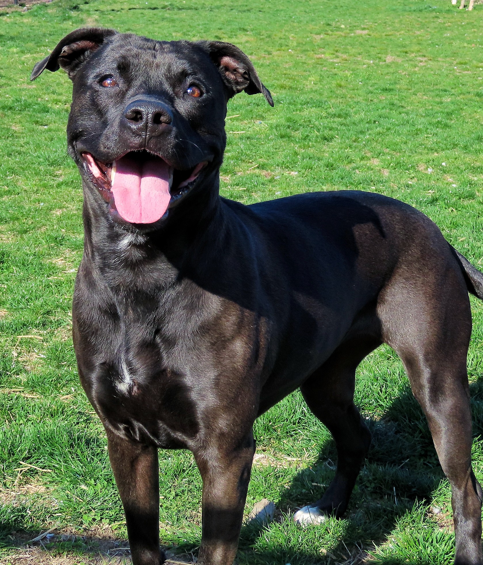 Oreo up for Adoption