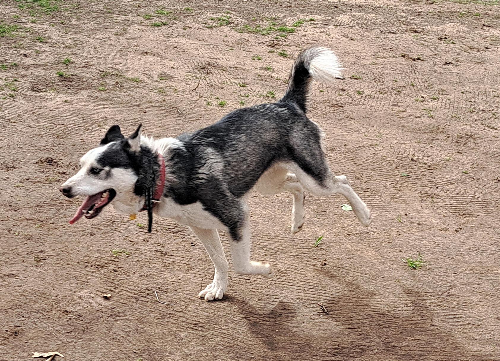 Adorable Husky Abandoned on Highway as a pup
