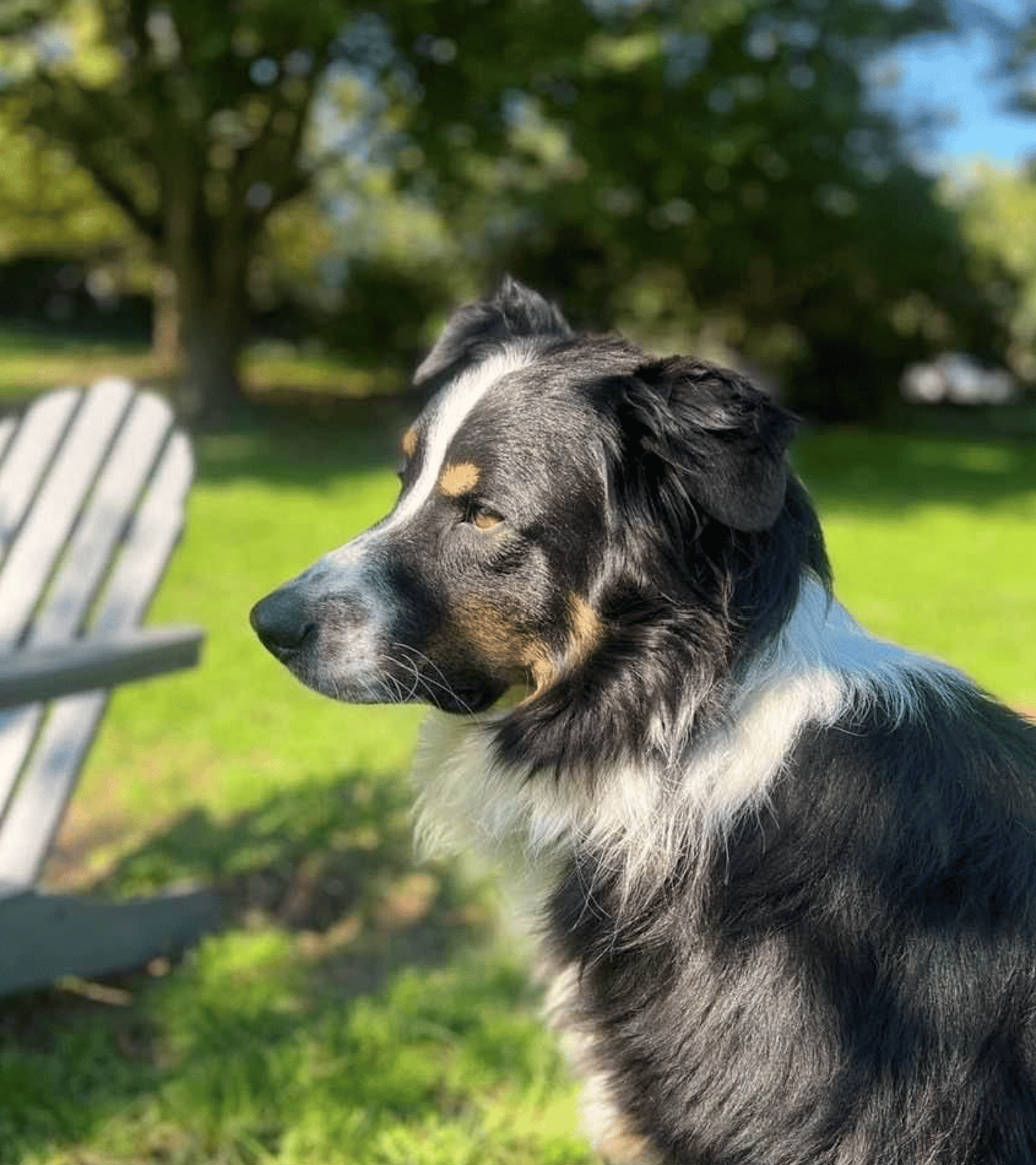 Bear up for Adoption