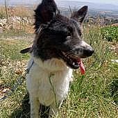 ORIO-LOCAL (Okngn) sf/kt Bond w/Olivia