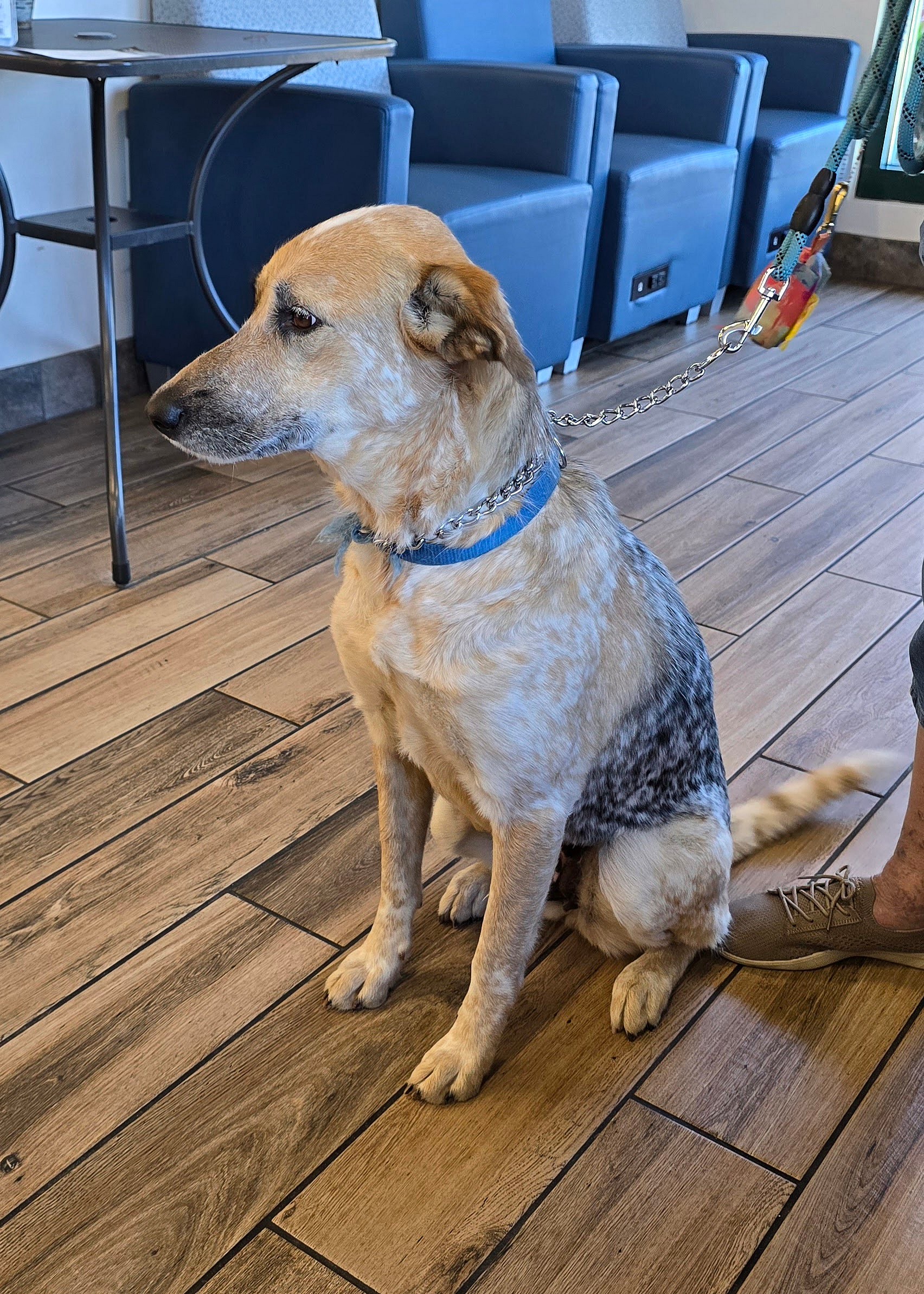 Alara up for Adoption