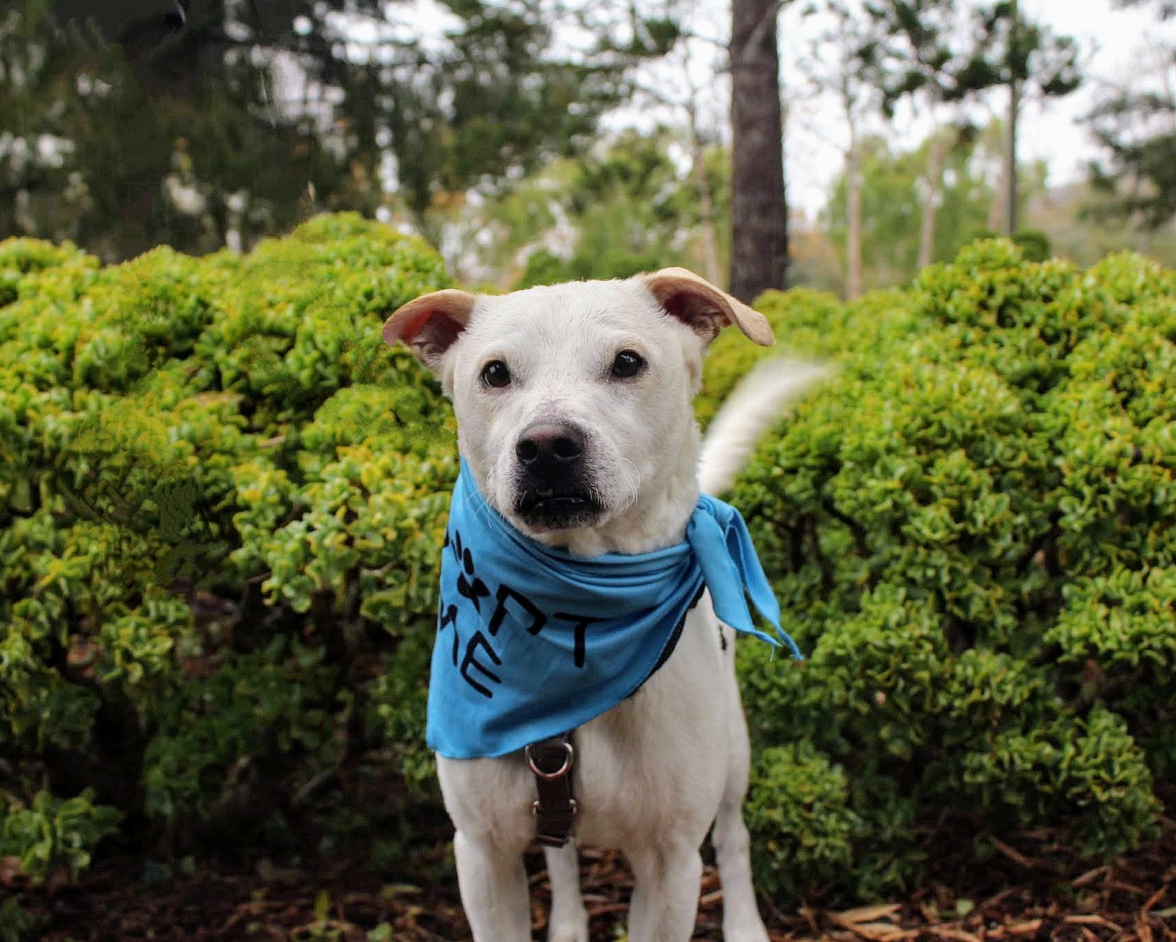 PJ the Anxious Foster Dog