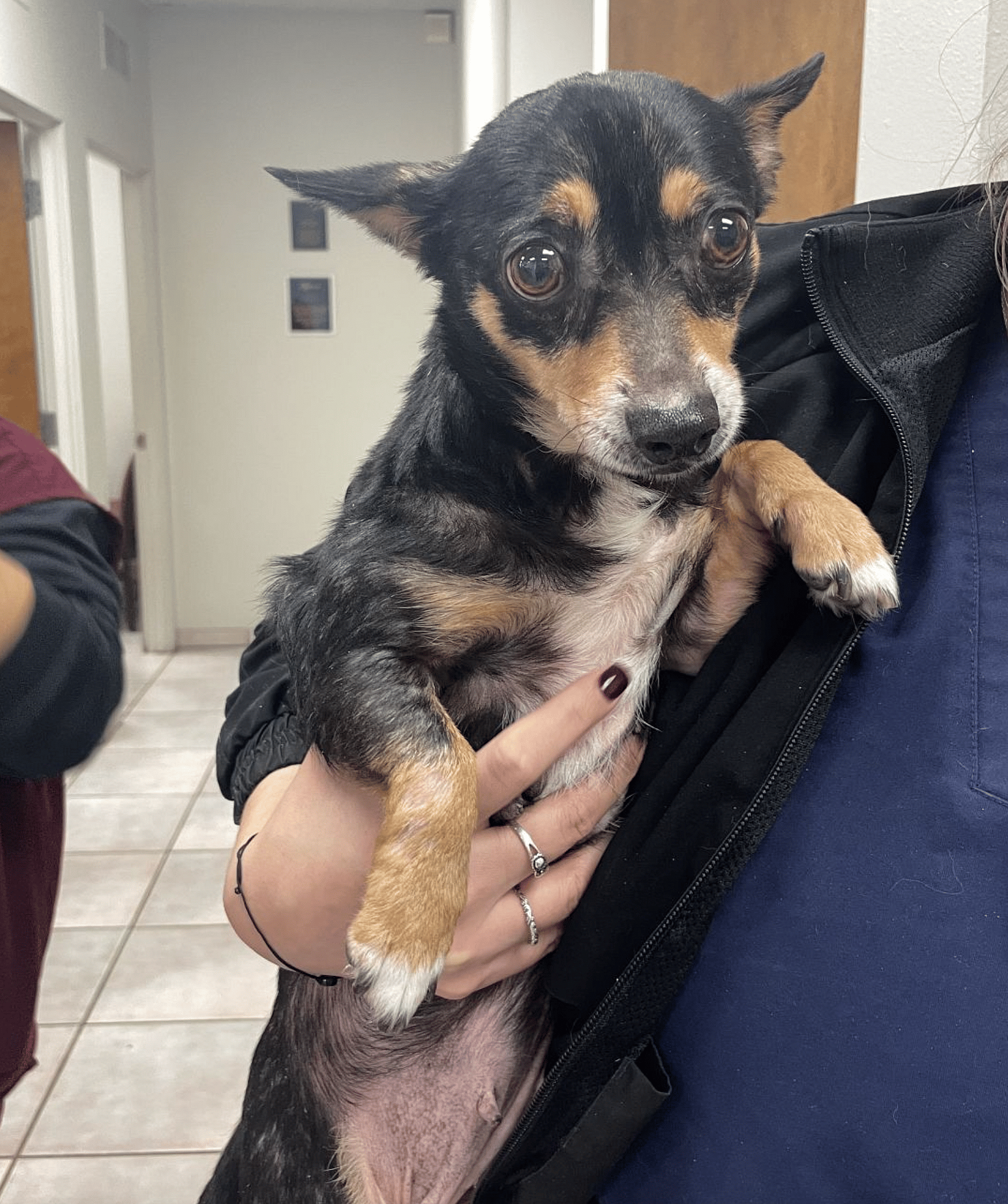 Glimmer up for Adoption