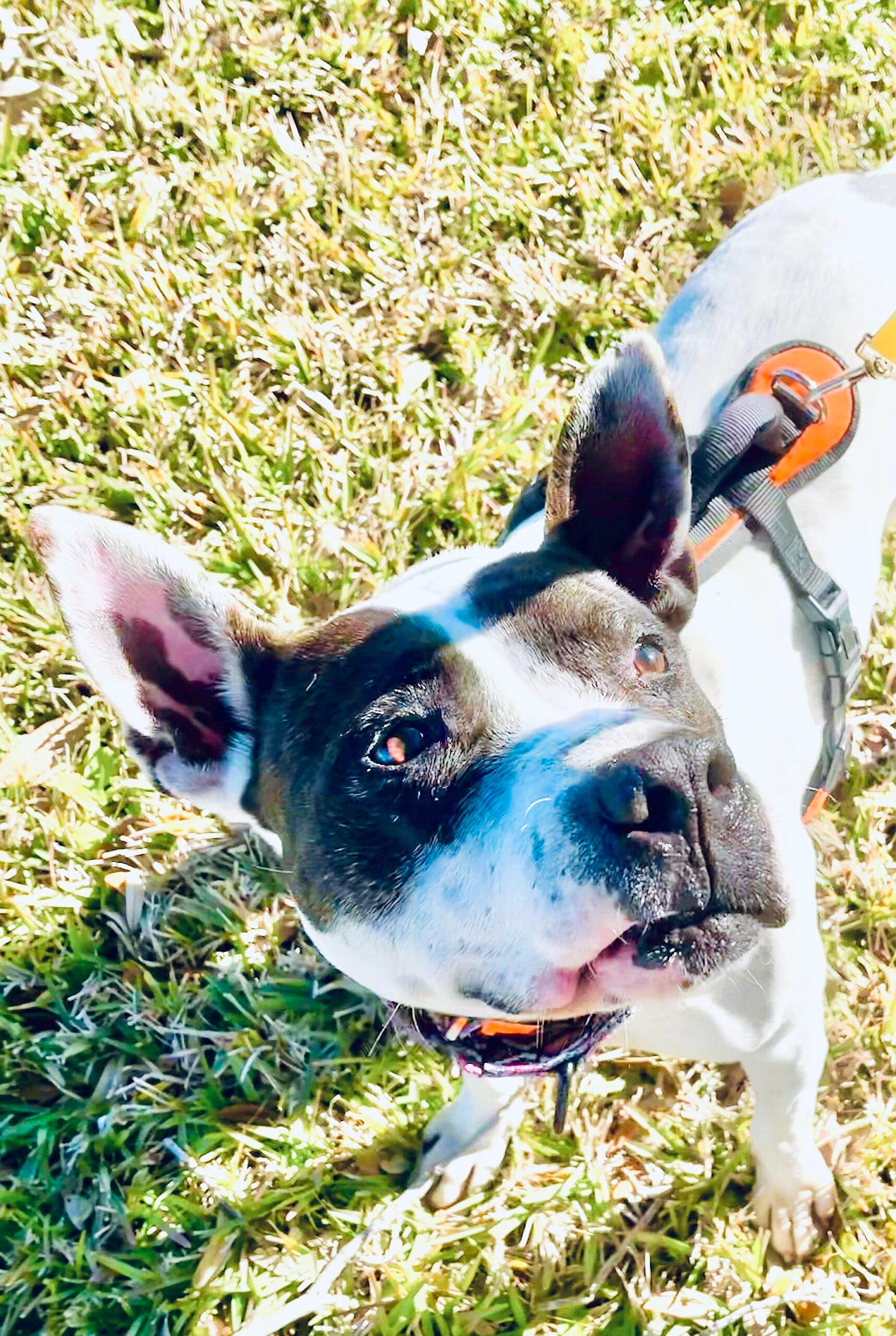 Buddy