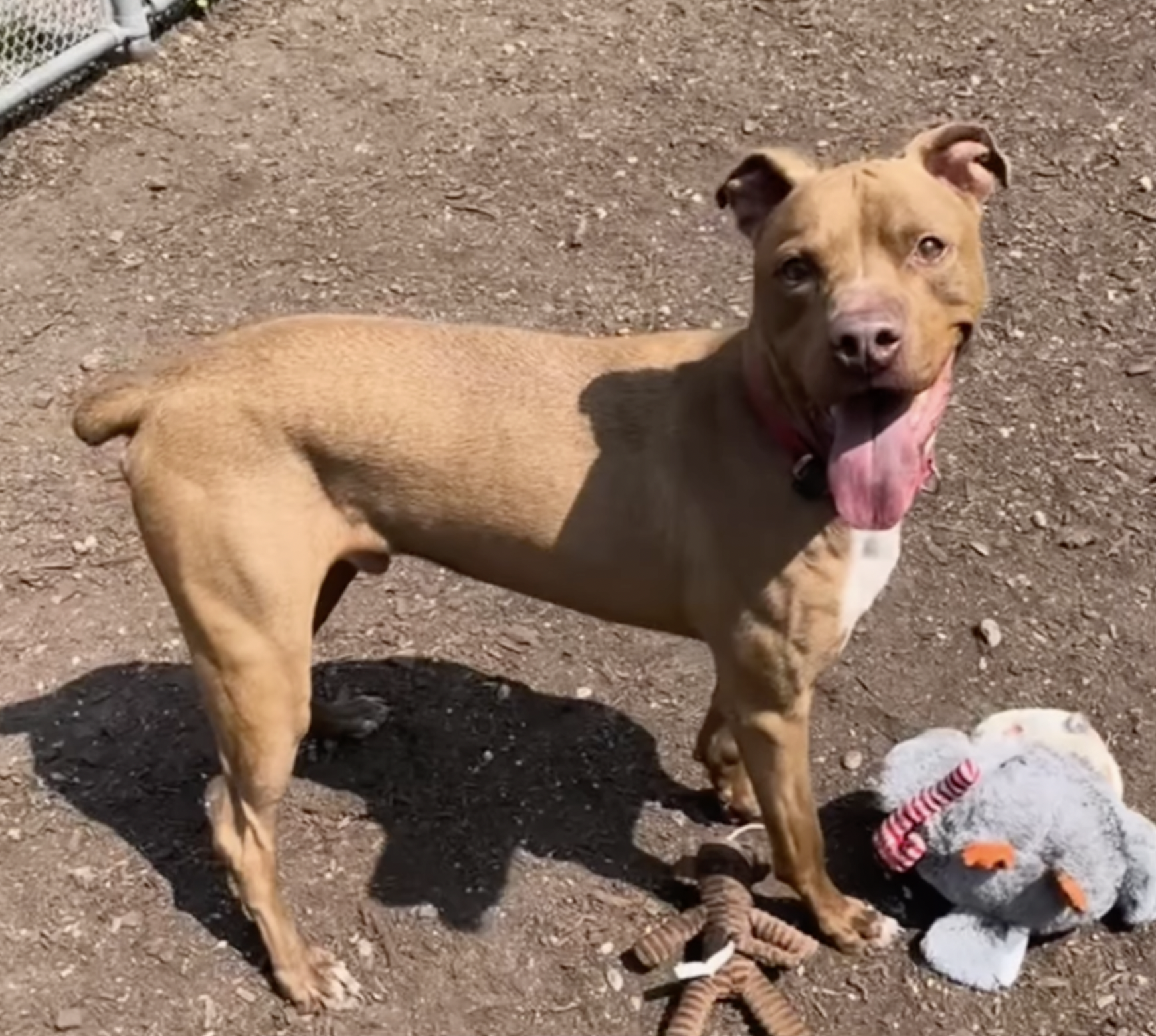 Little Ritchie- Half A Decade Spent In Shelter