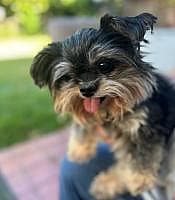 Bubbles up for Adoption