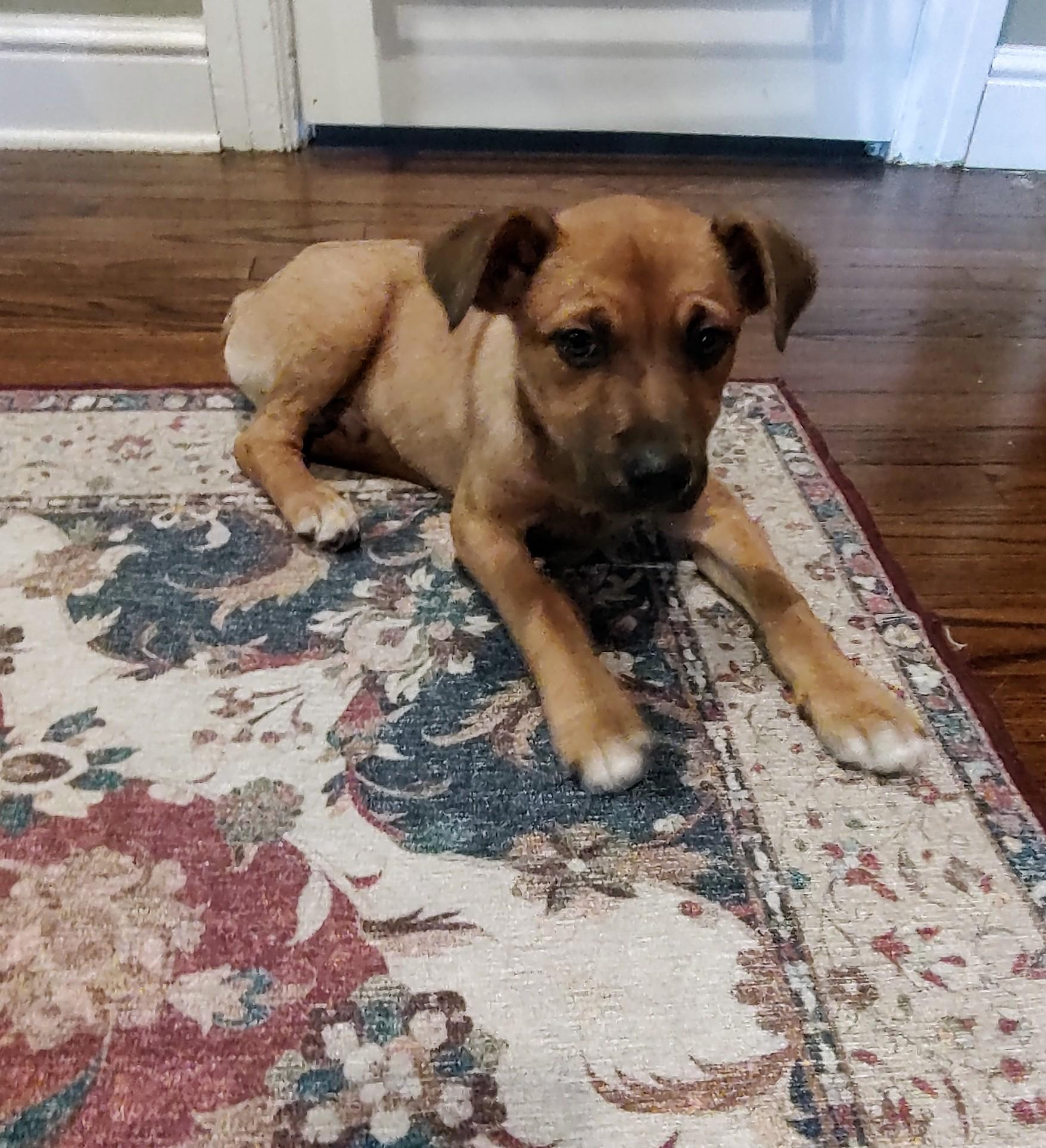 Hondo