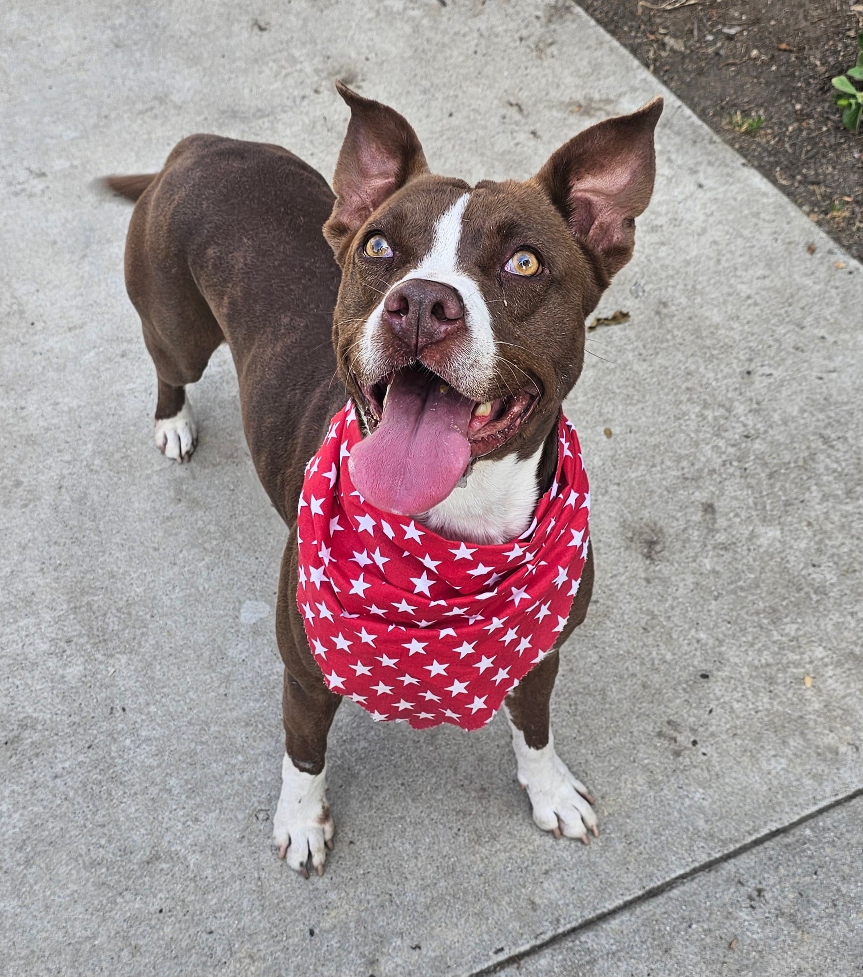 Clara deserves a home to call her own ....