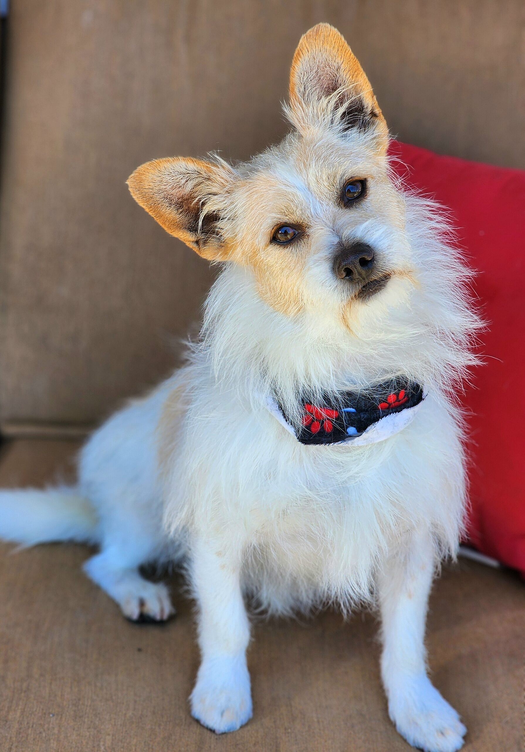 Presley up for Adoption