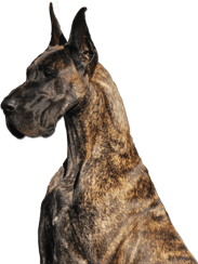 Brindle Great Dane
