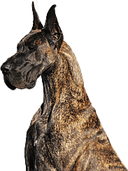 Brindle Great Dane