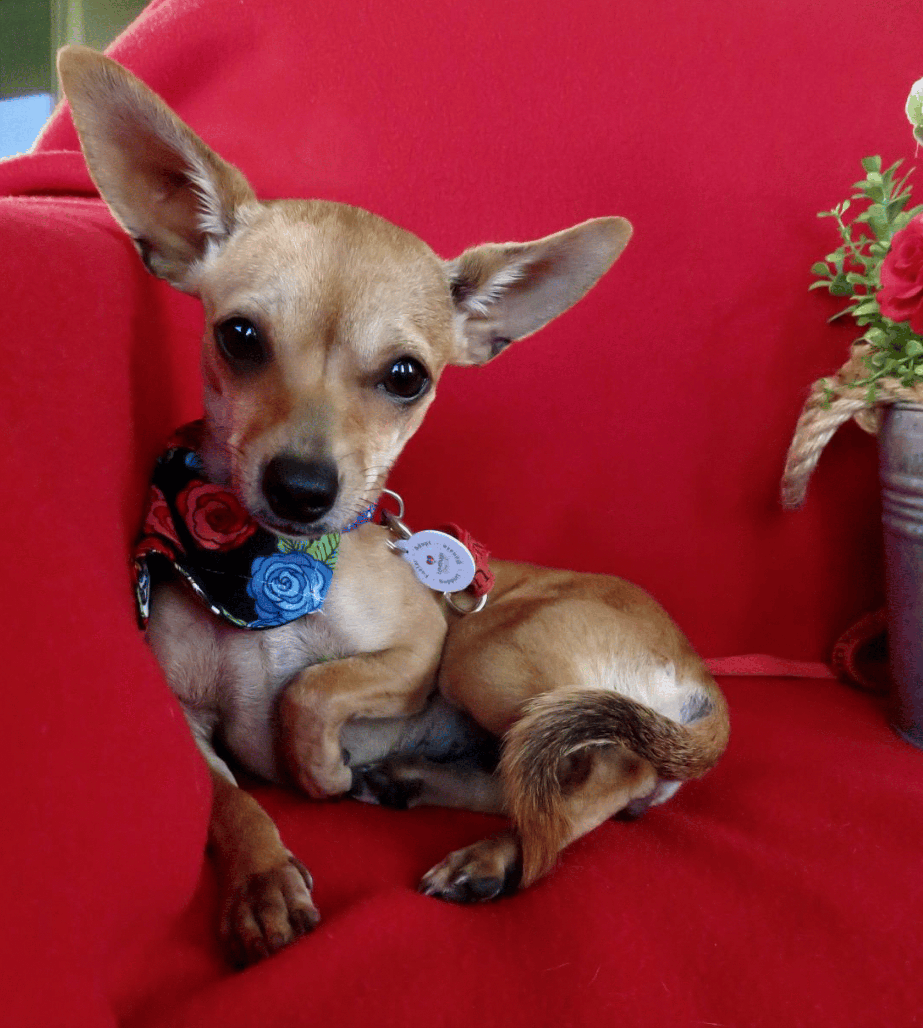 Chloe up for Adoption