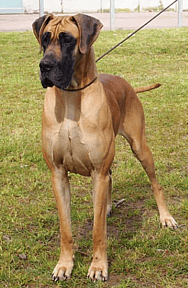 A fawn Great Dane
