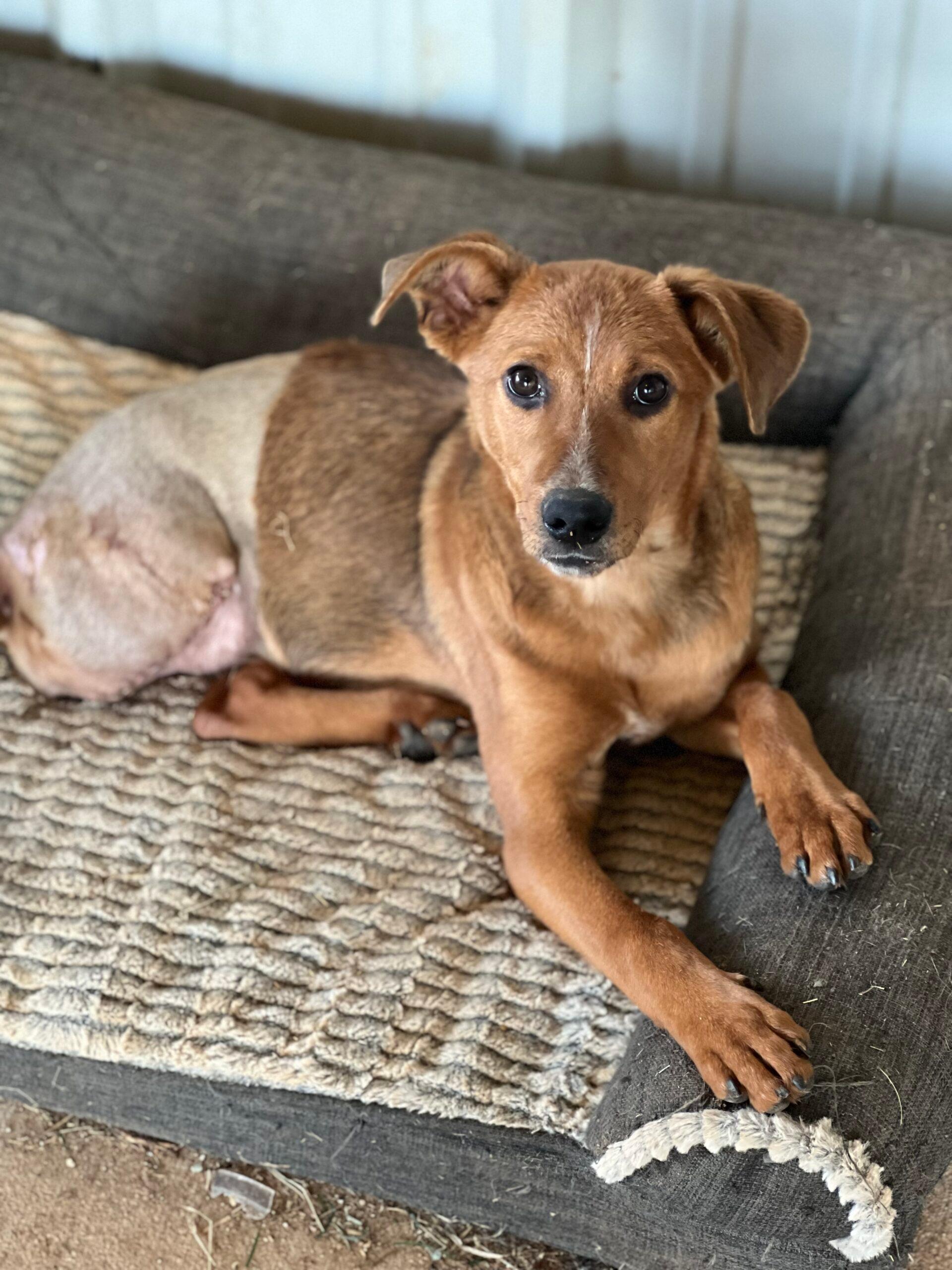 Chloe Junior
