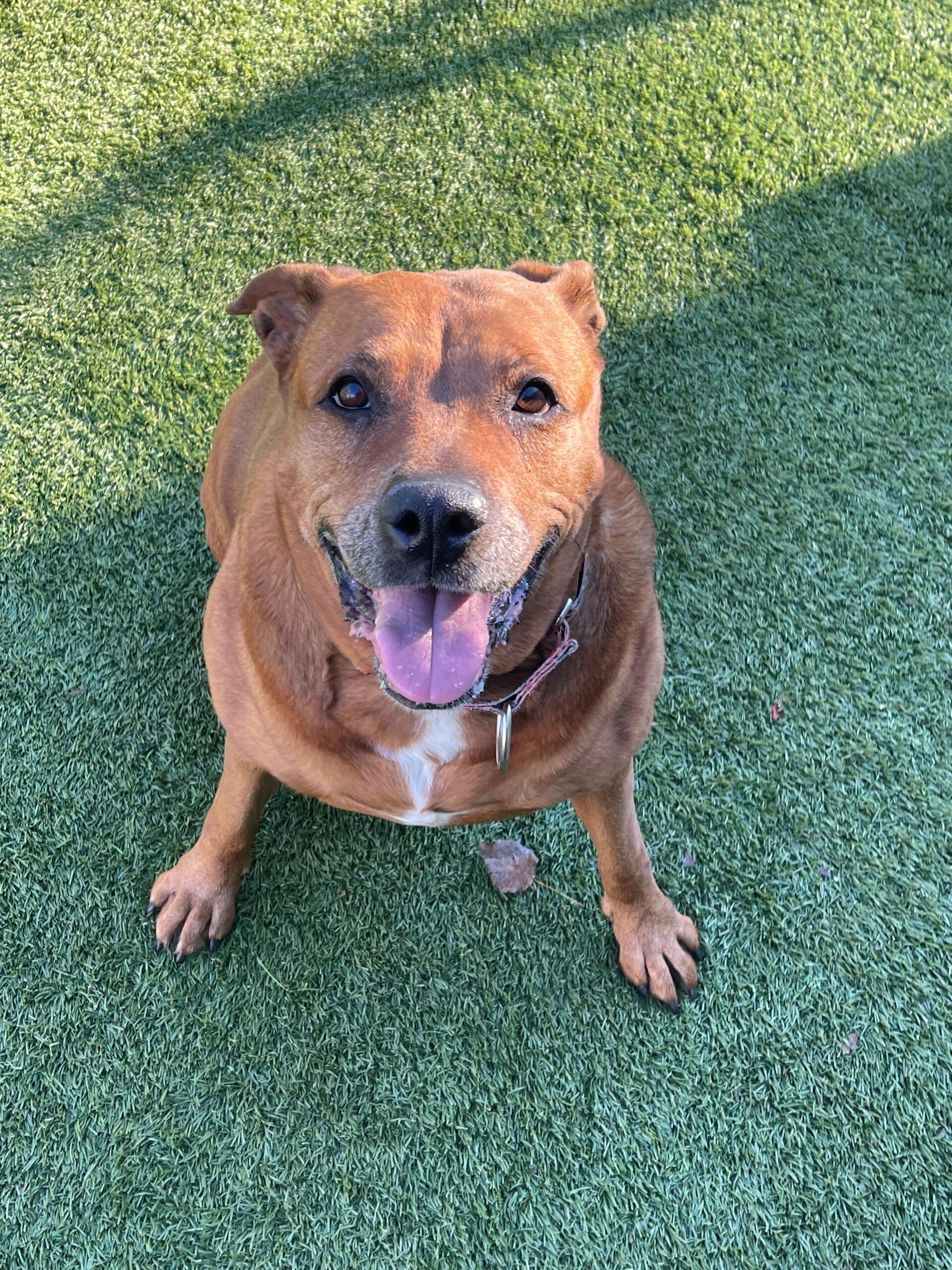 Roxy up for Adoption