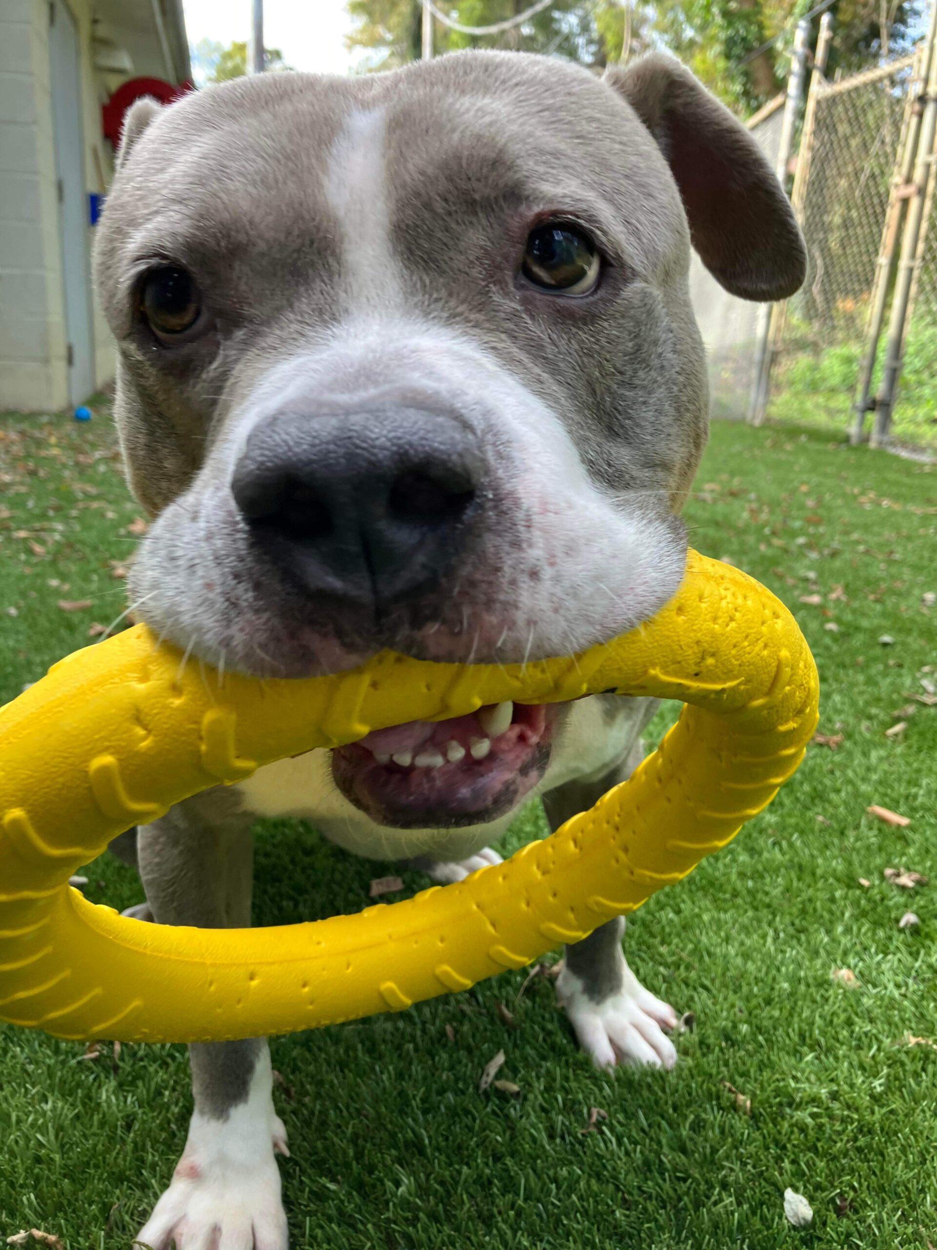 Bear up for Adoption