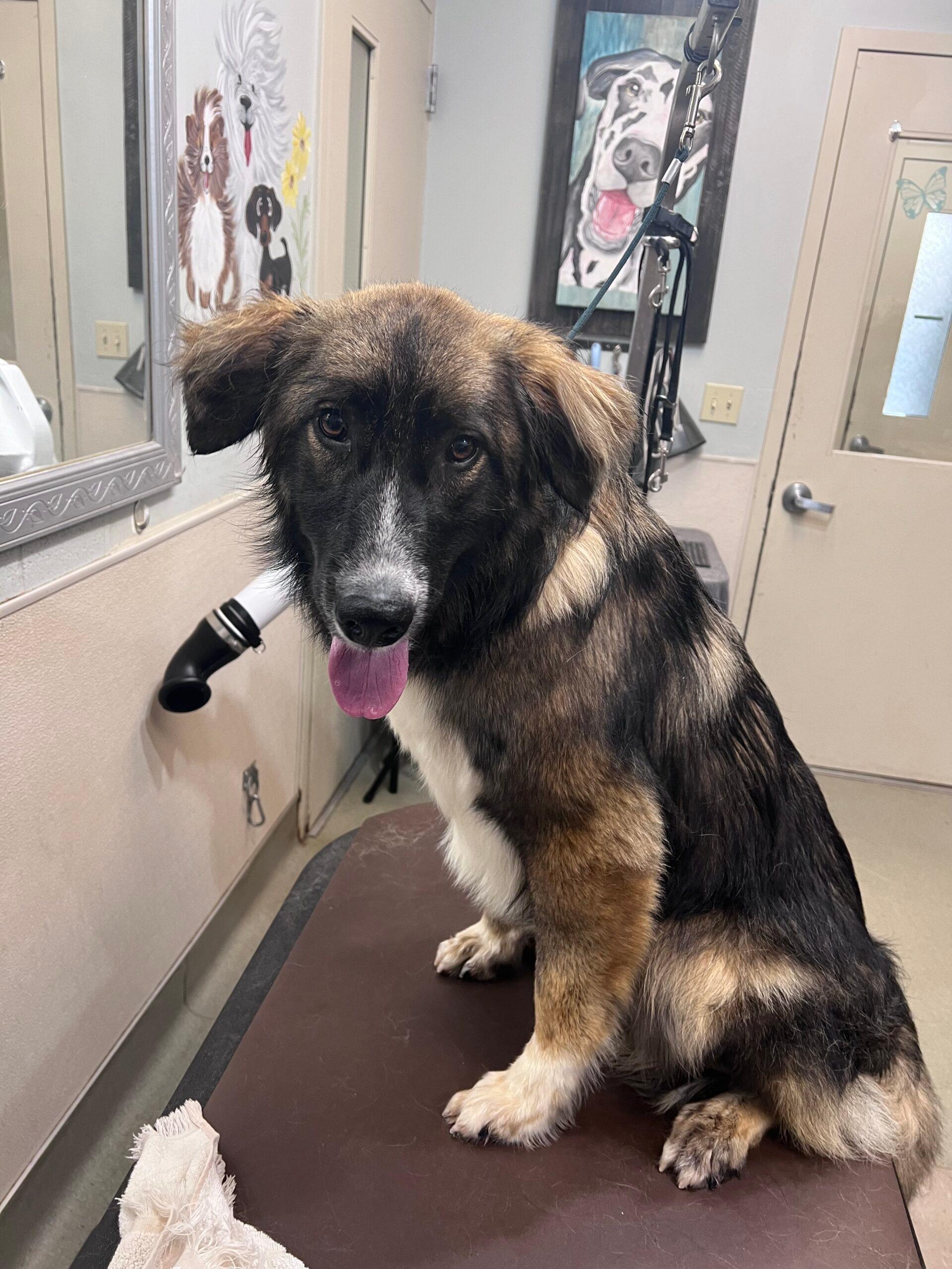 Rex up for Adoption
