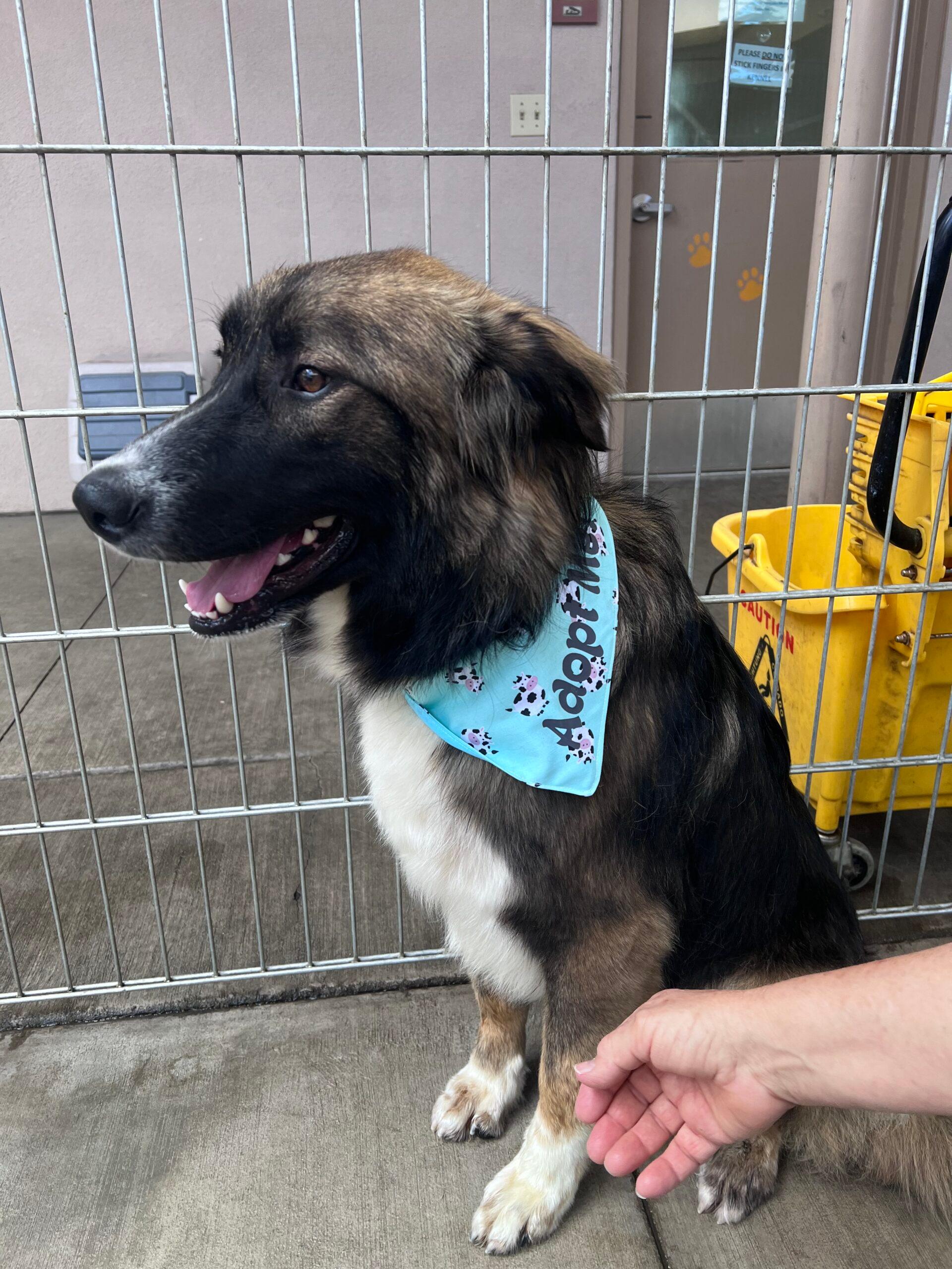 Rex up for Adoption
