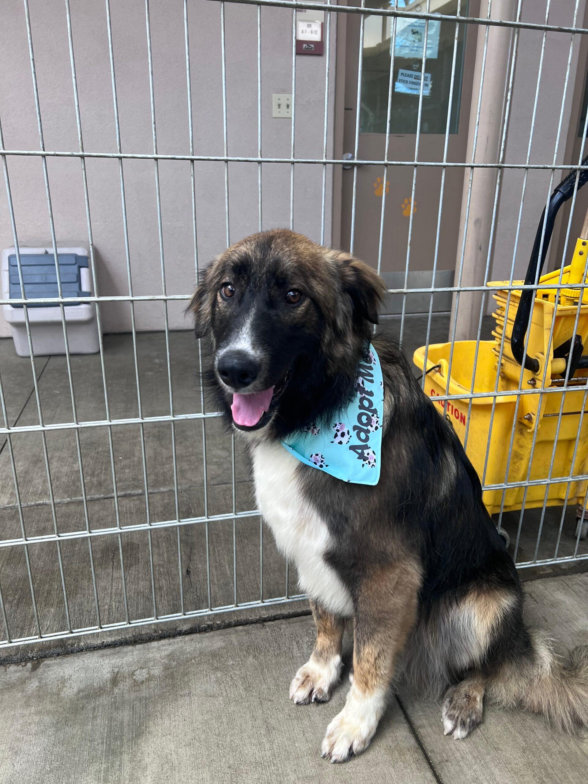 Rex up for Adoption