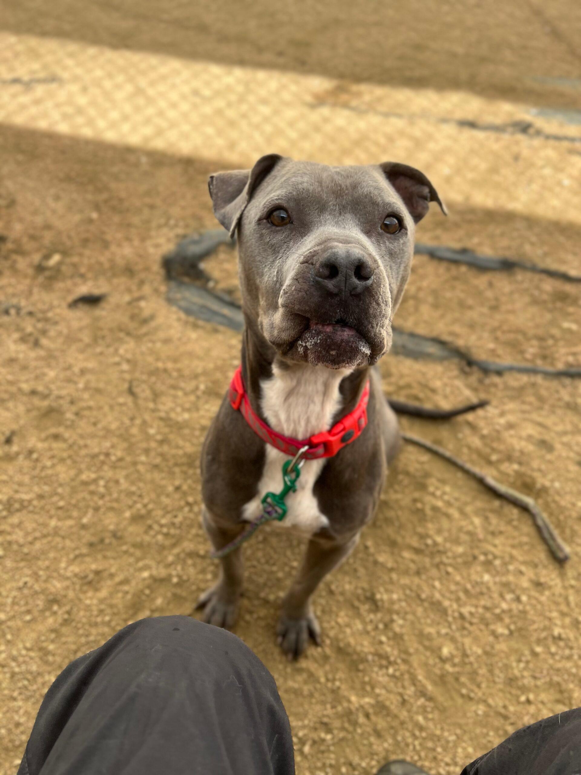 Cody up for Adoption
