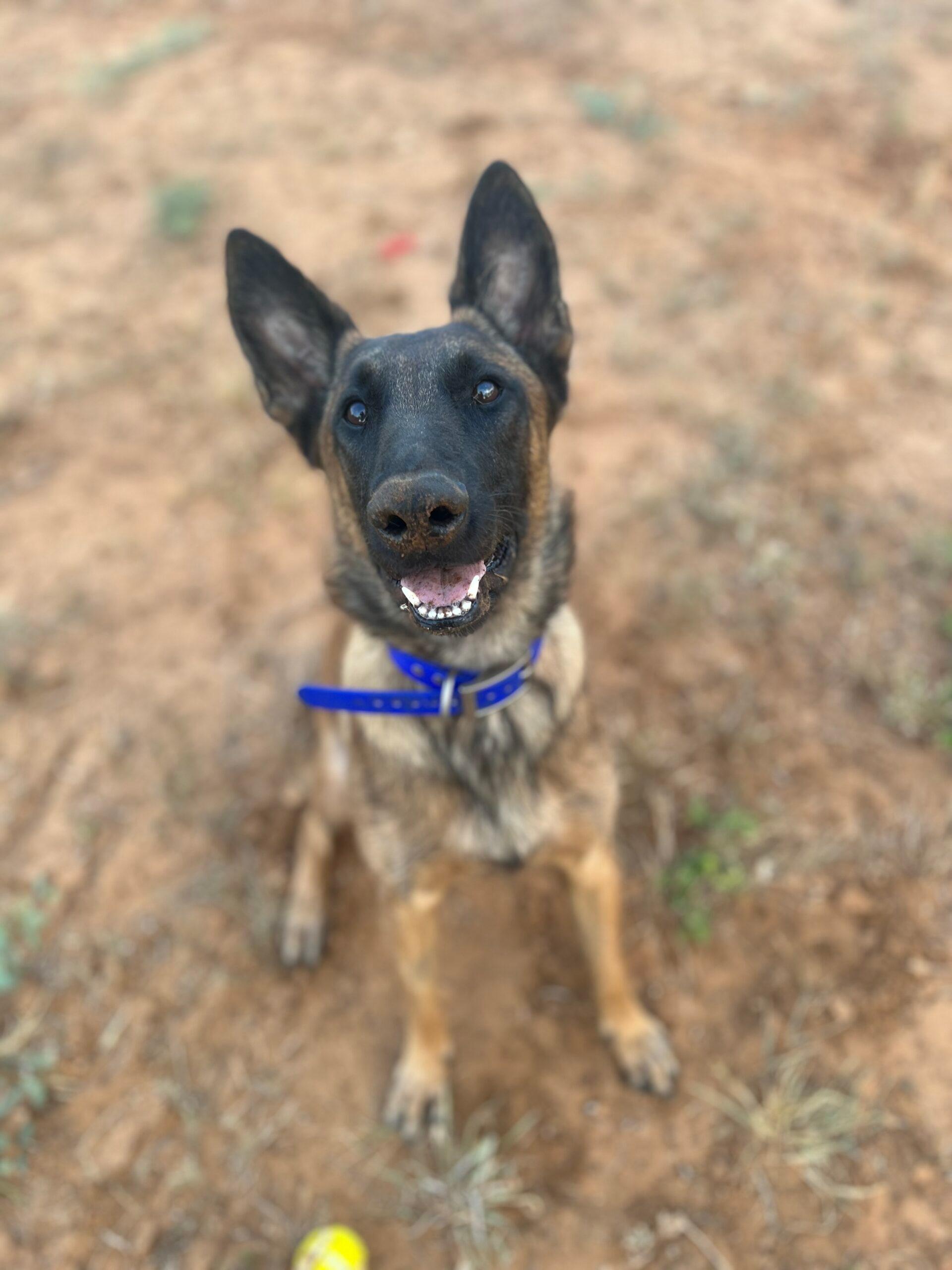Zoe up for Adoption
