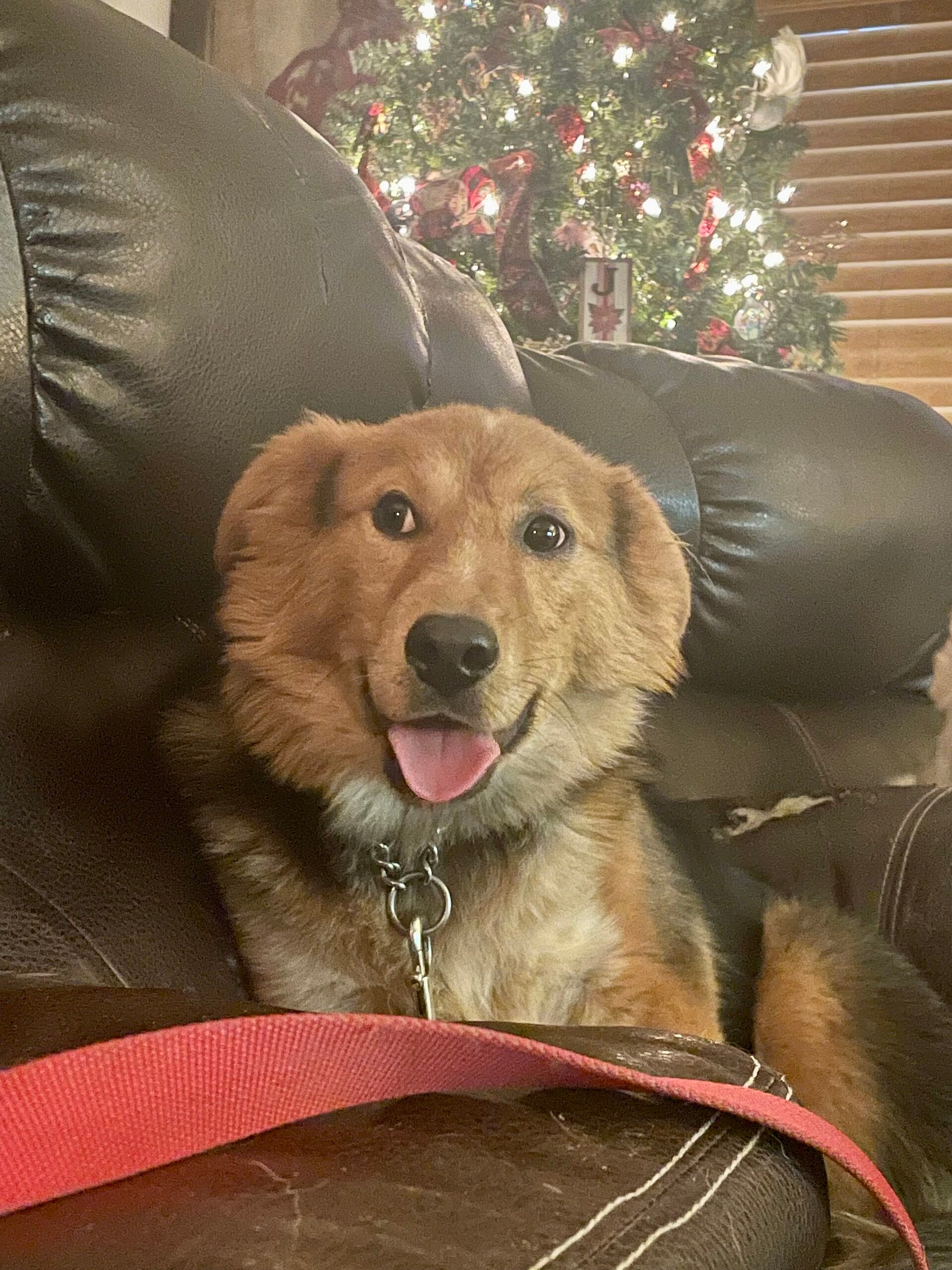 Toby