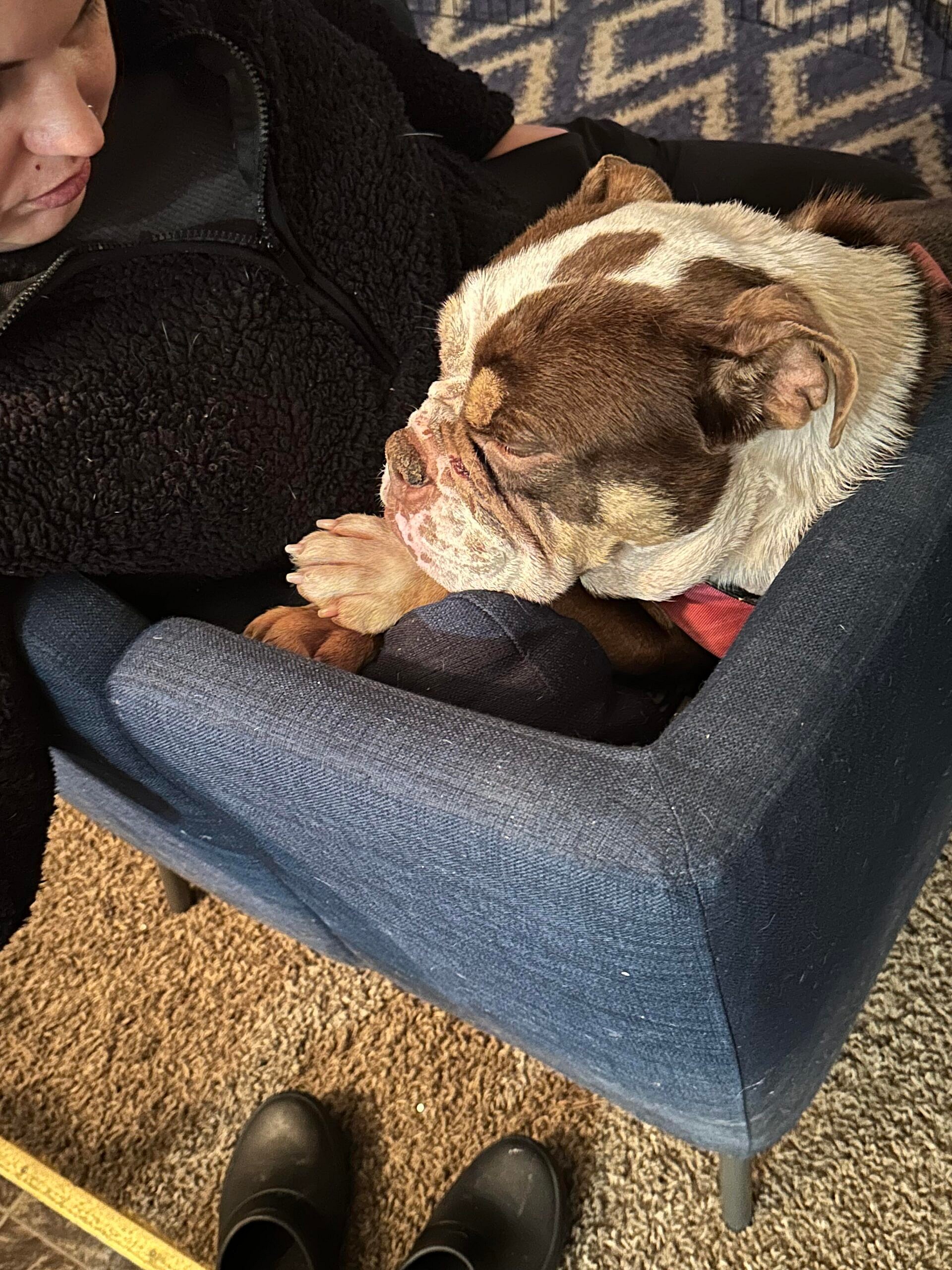 Daisy Hope up for Adoption