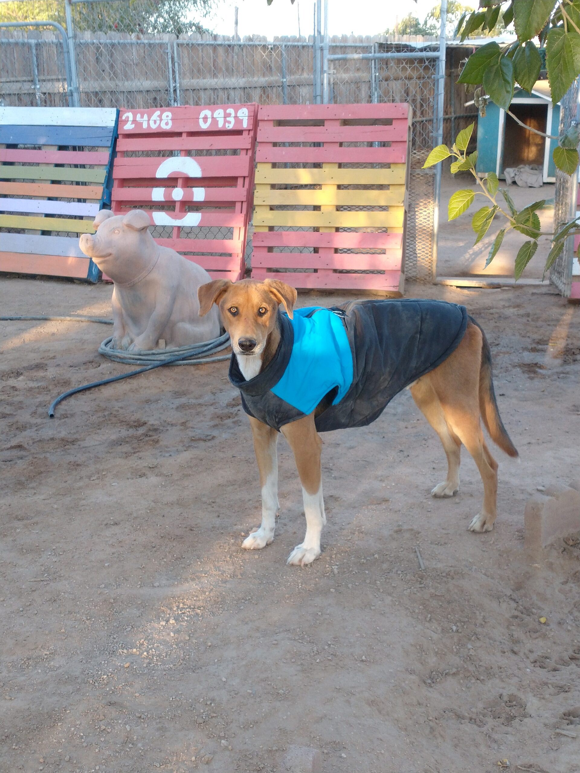 Remington up for Adoption