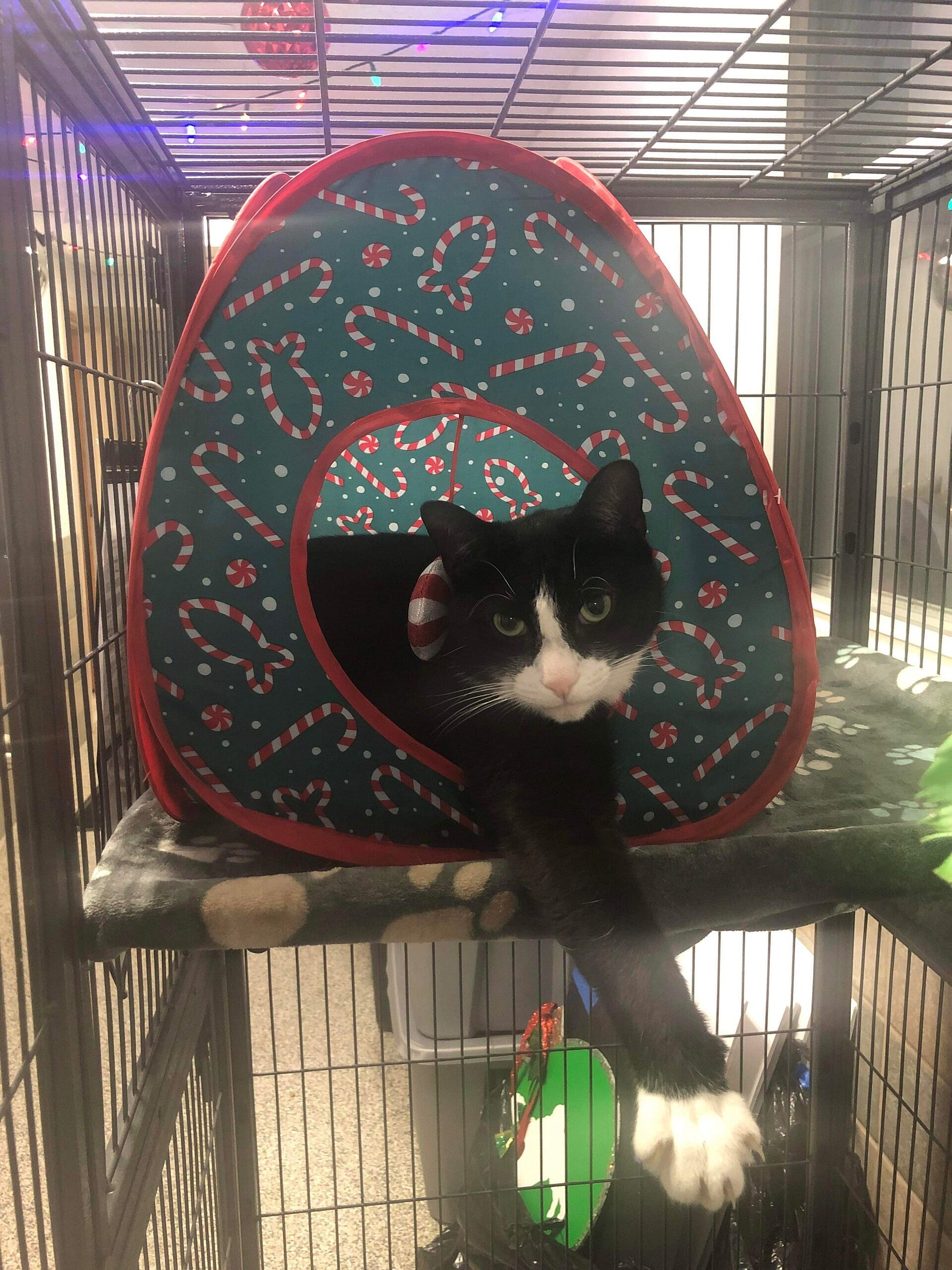 Mittens up for Adoption