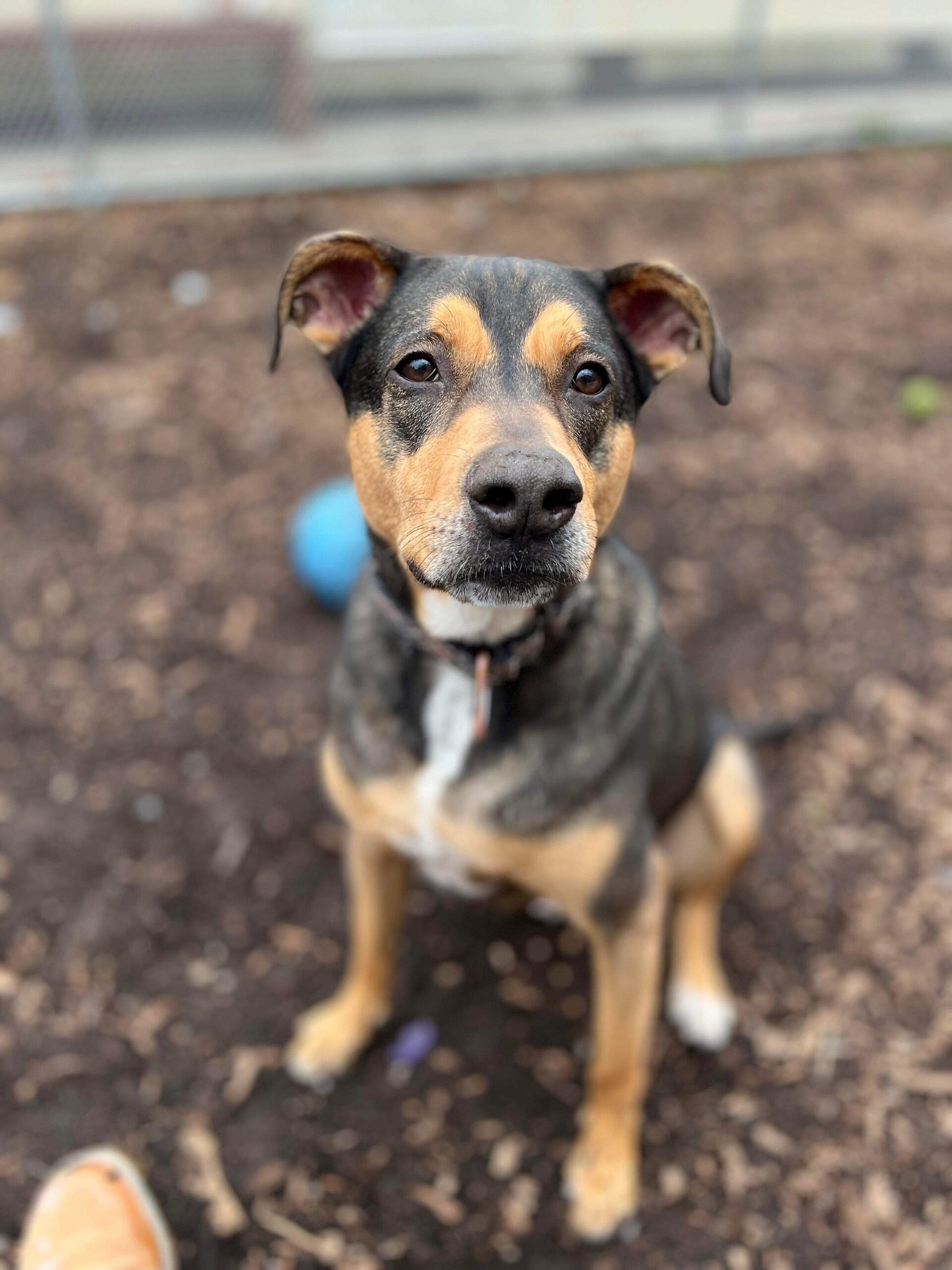 Bandit up for Adoption