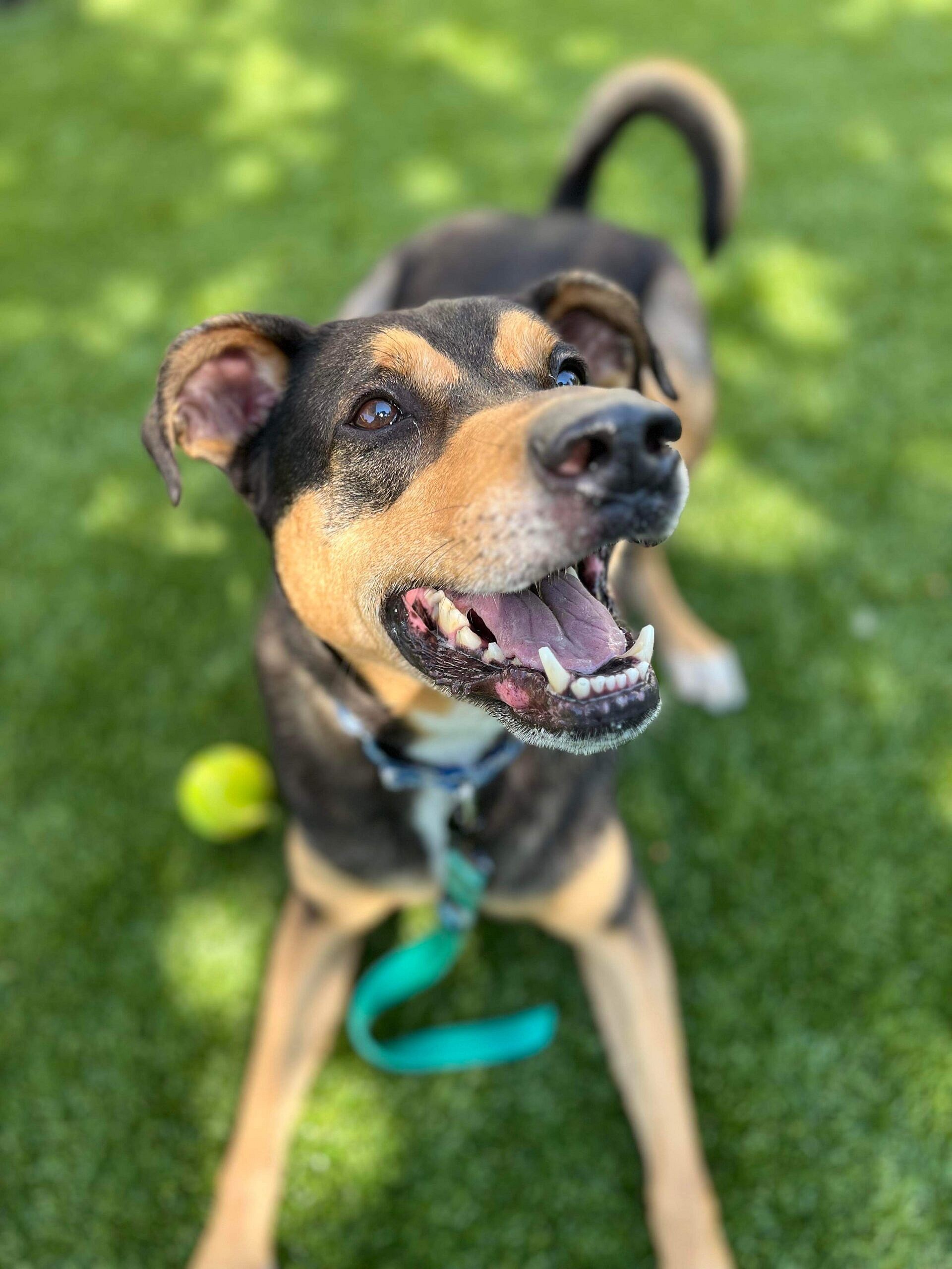 Bandit up for Adoption