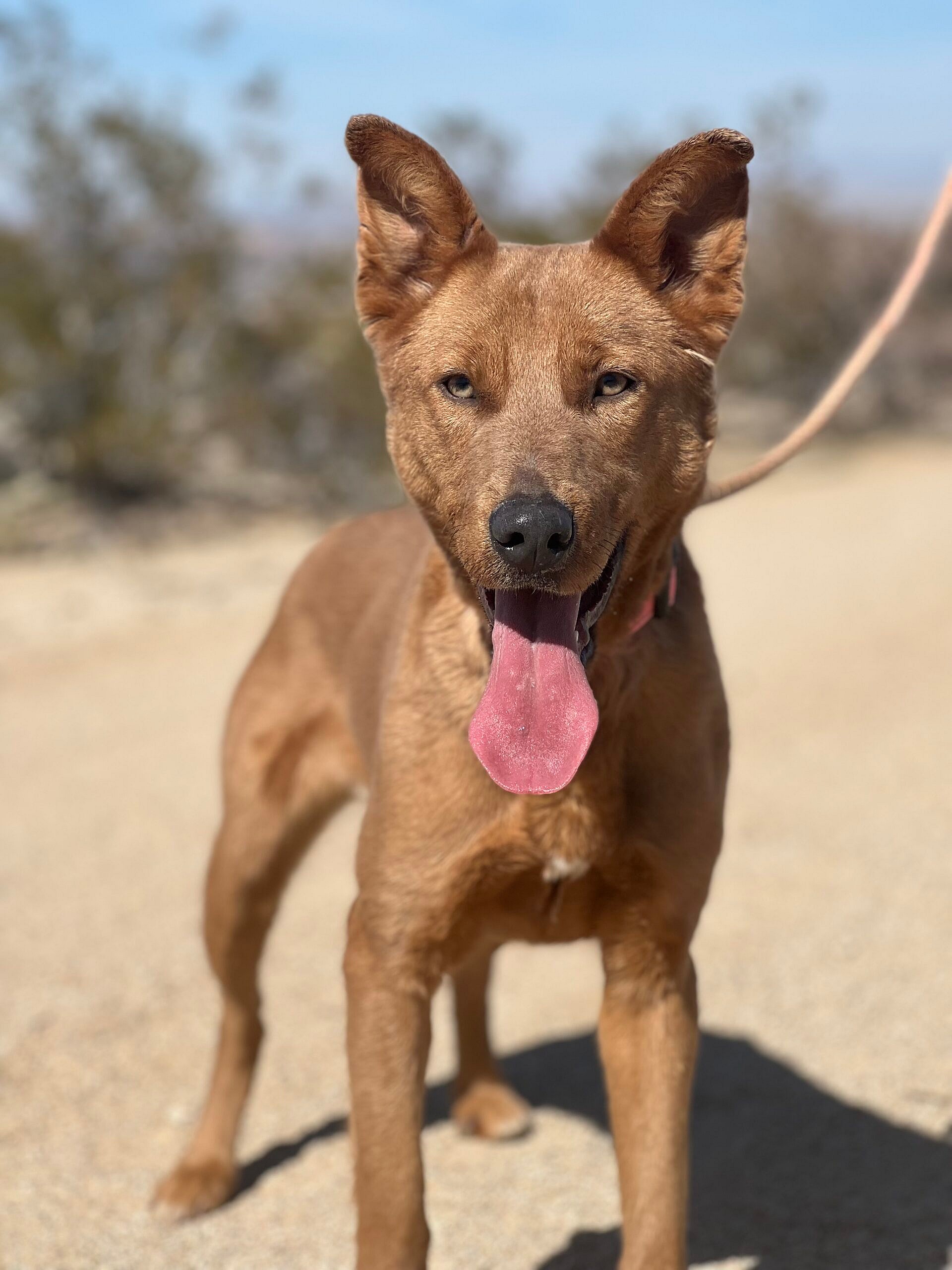 Luna up for Adoption