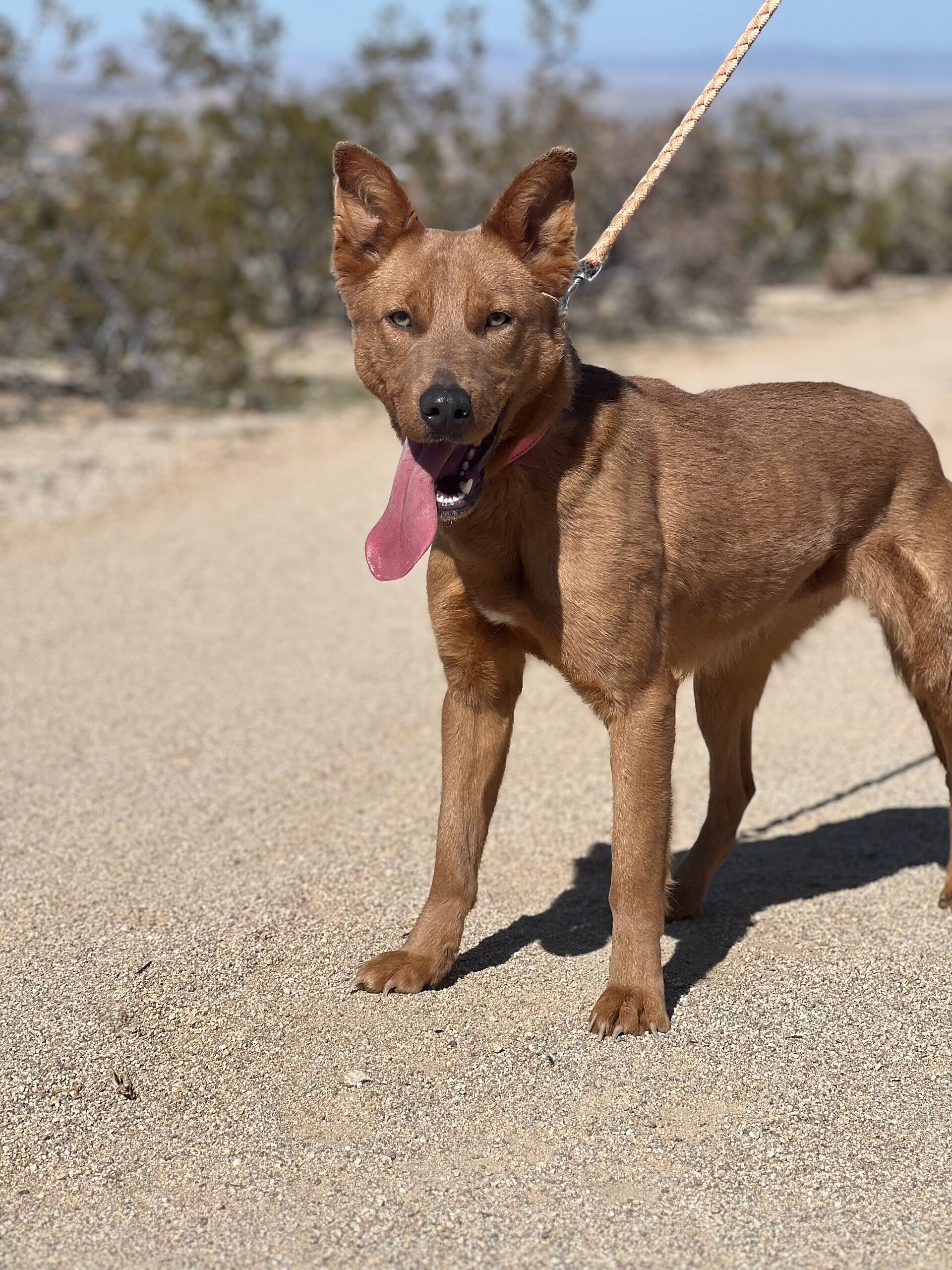 Luna up for Adoption