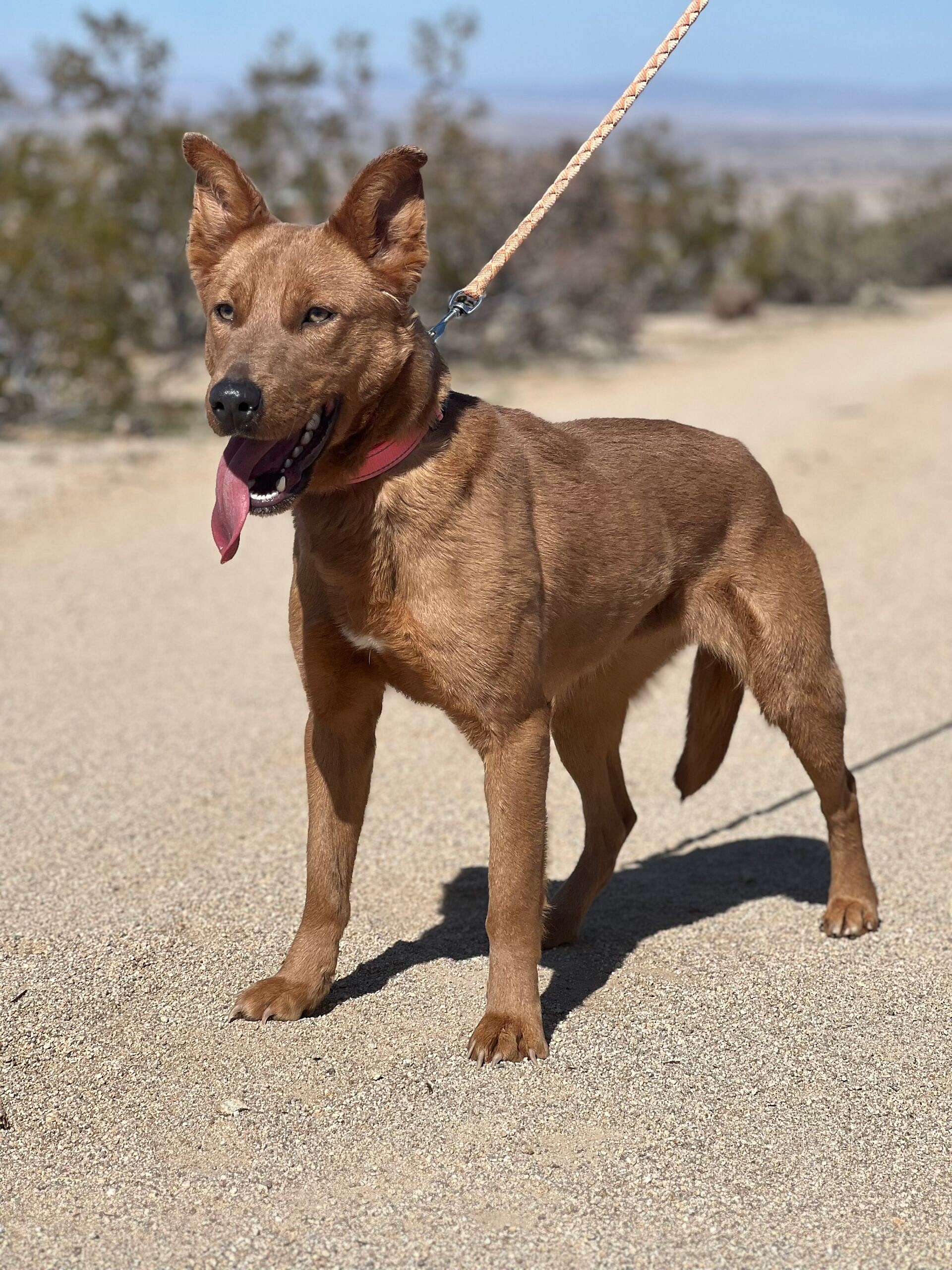 Luna up for Adoption