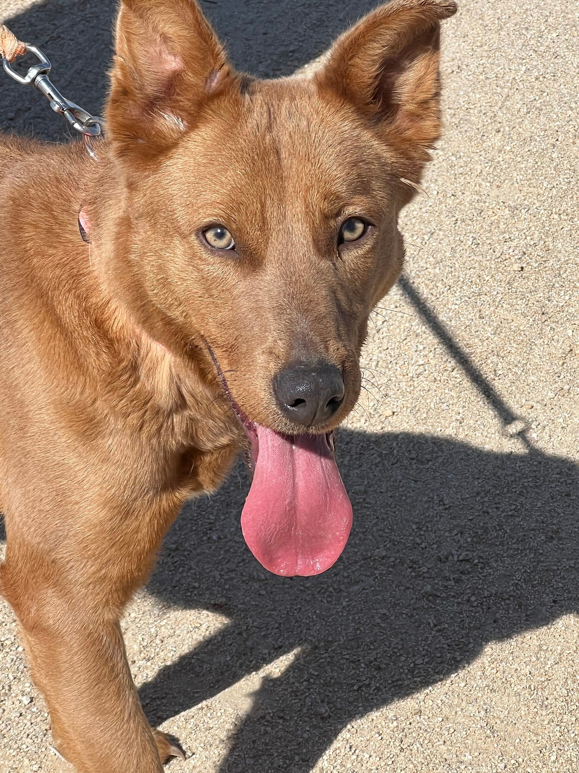 Luna up for Adoption